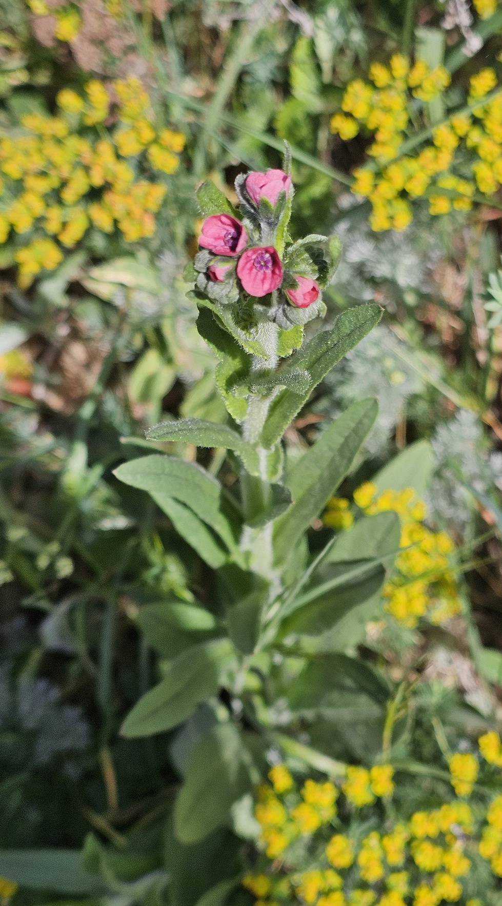 Cynoglossum officinale.jpg