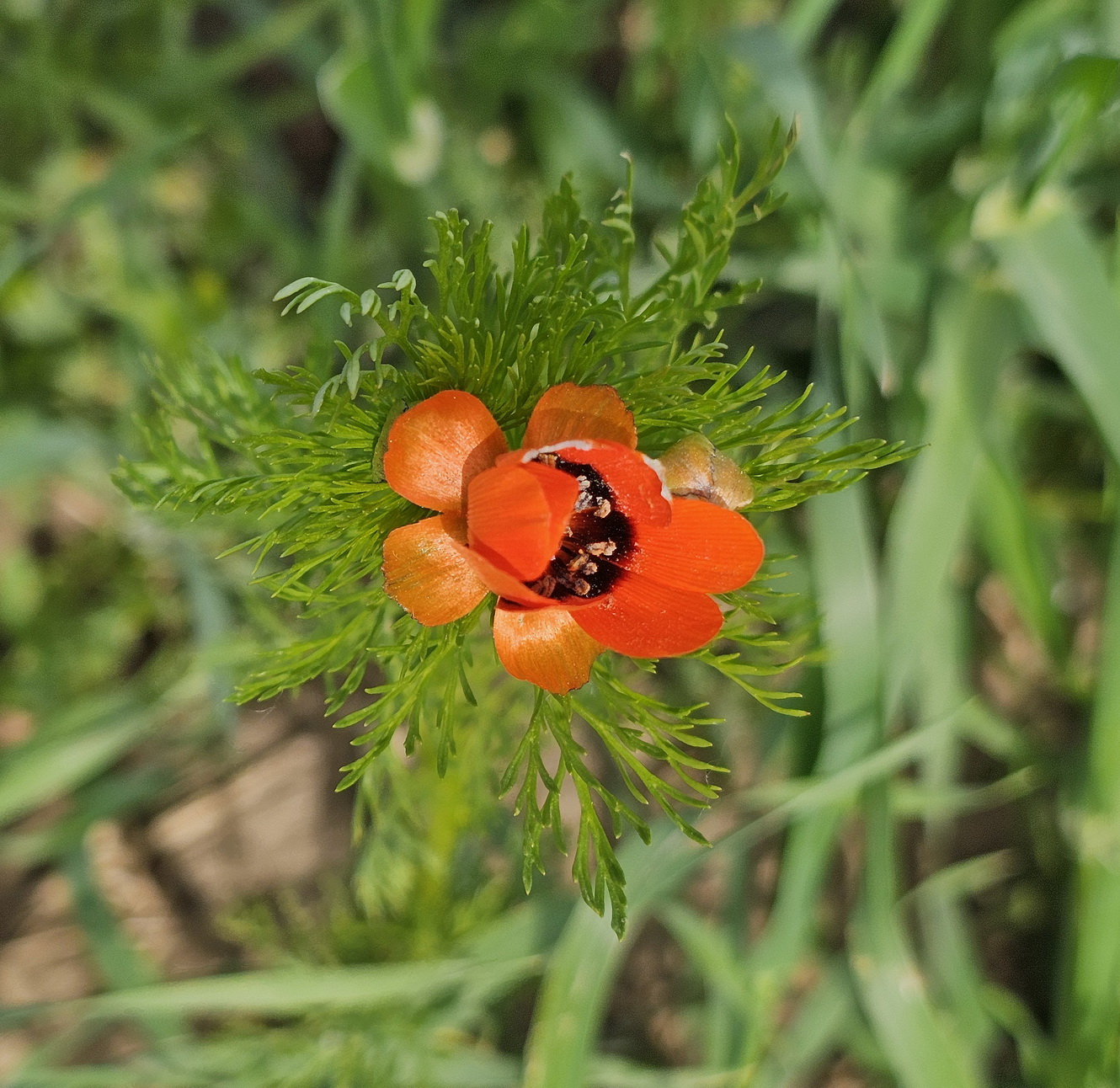 Adonis vernalis.jpg