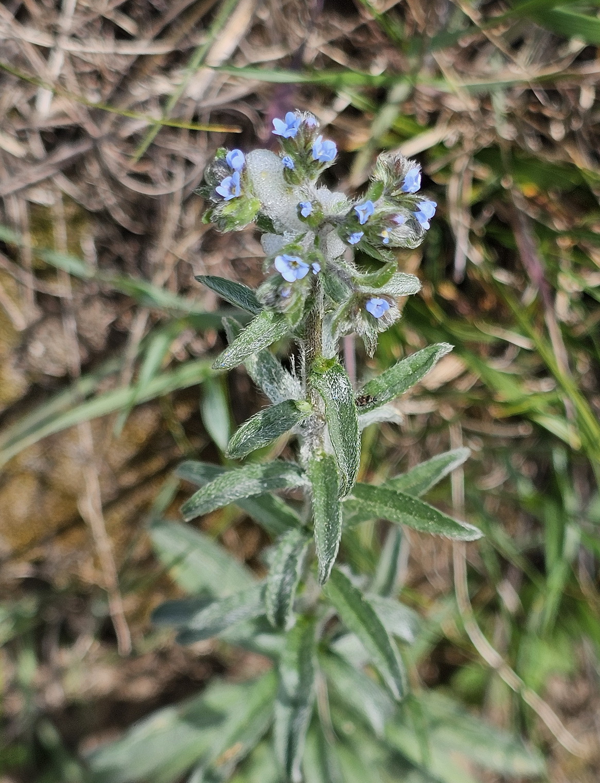 Anchusa arvensis.jpg