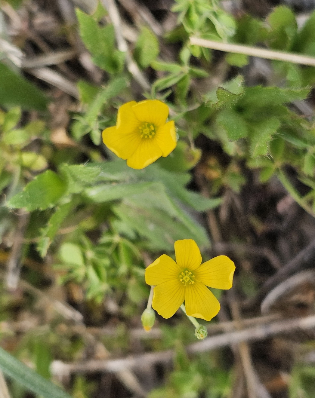 Oxalis stricta 2.jpg