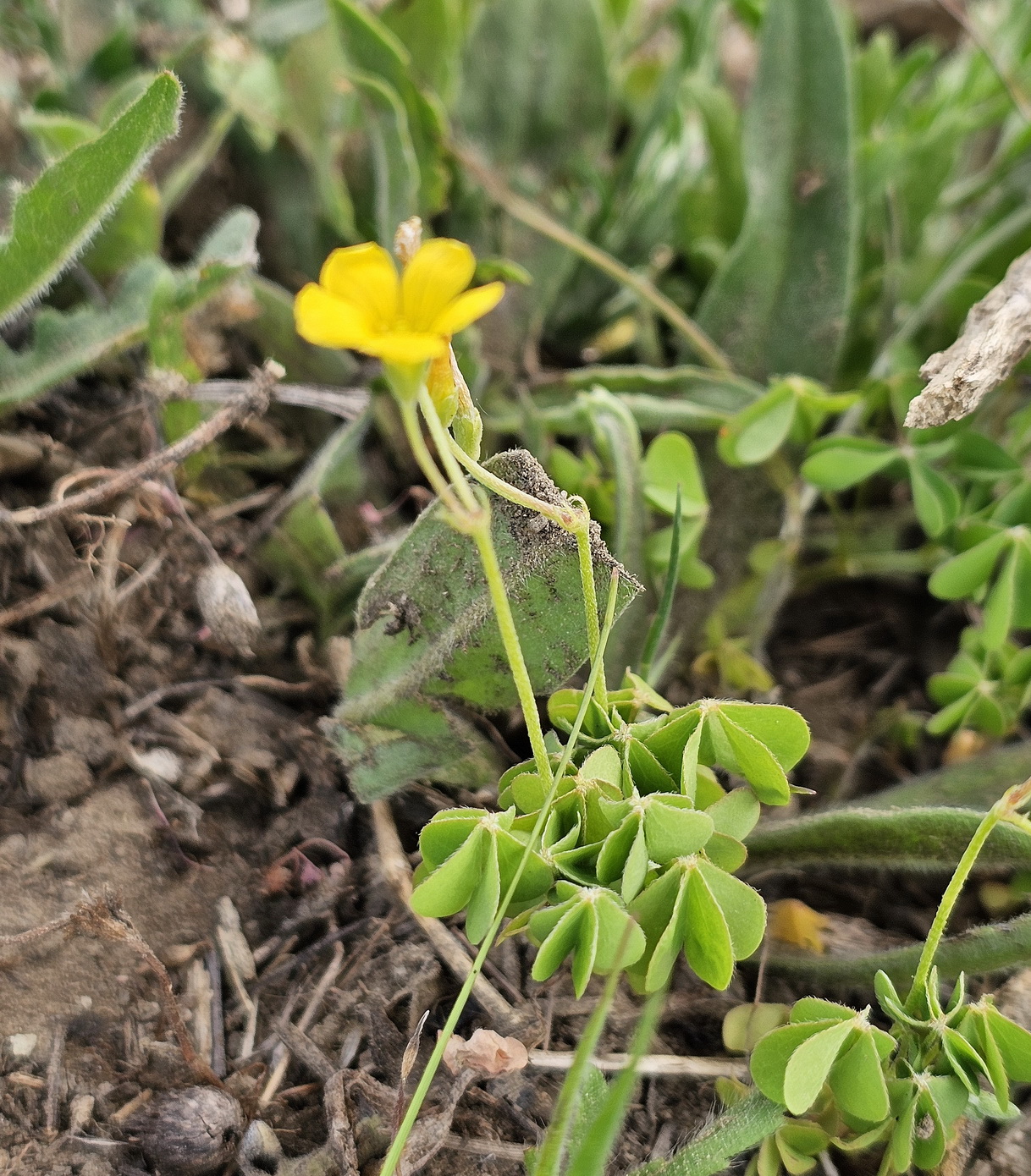 Oxalis stricta 1.jpg