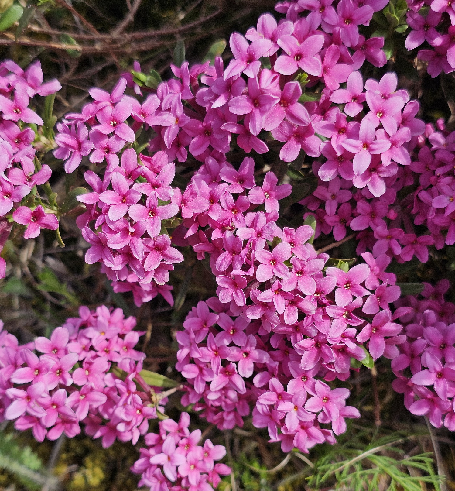 Daphne cneorum.jpg