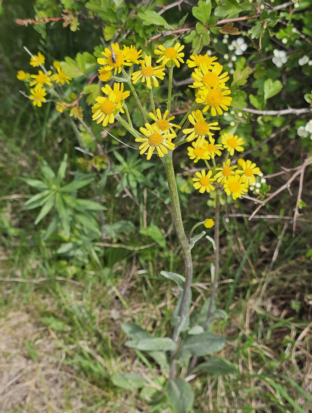Tephroseris integrifolia.jpg
