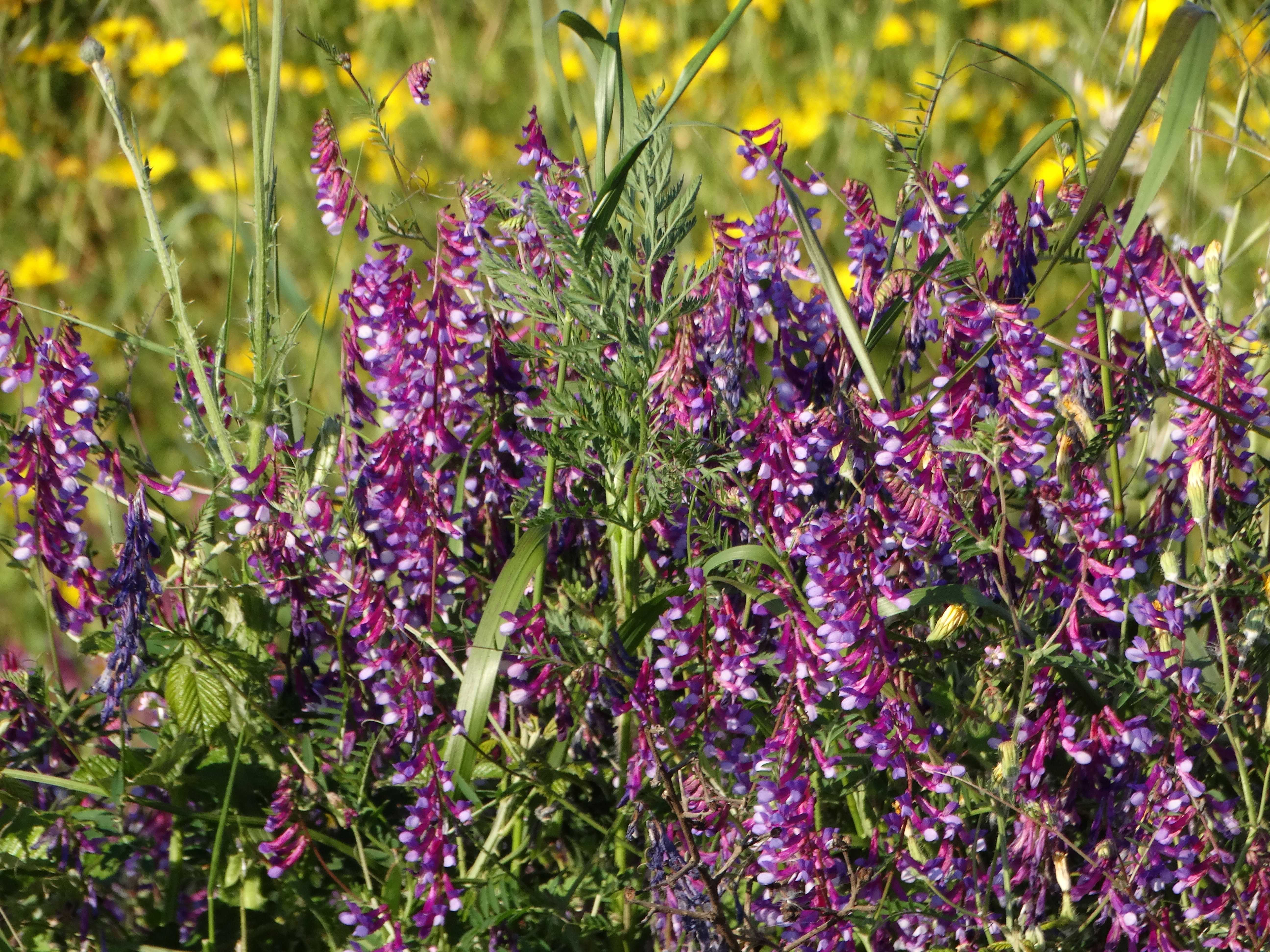 DSC01909 apulien 2026-04-24.jpg