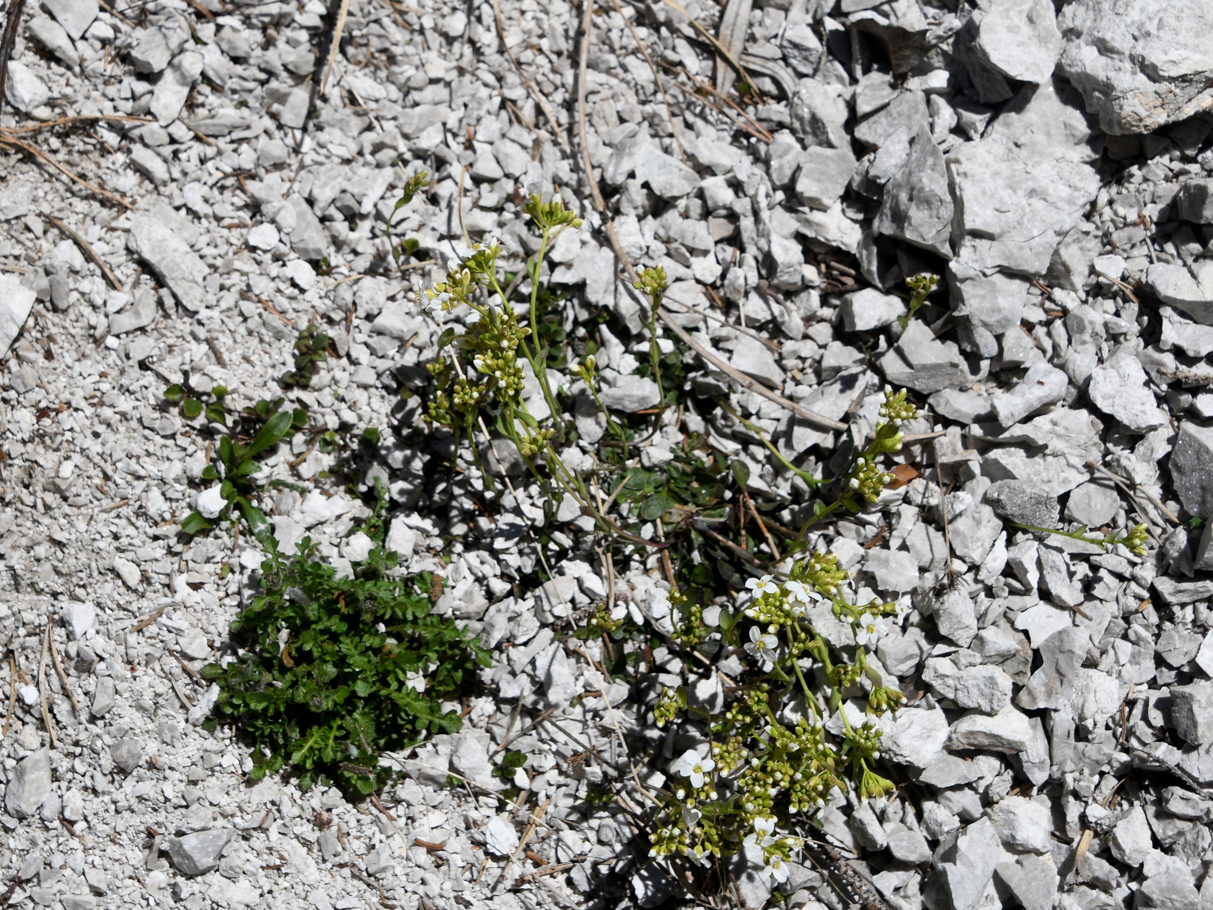 Mariazell - 25042026 - (317) - 8158-3.JPG