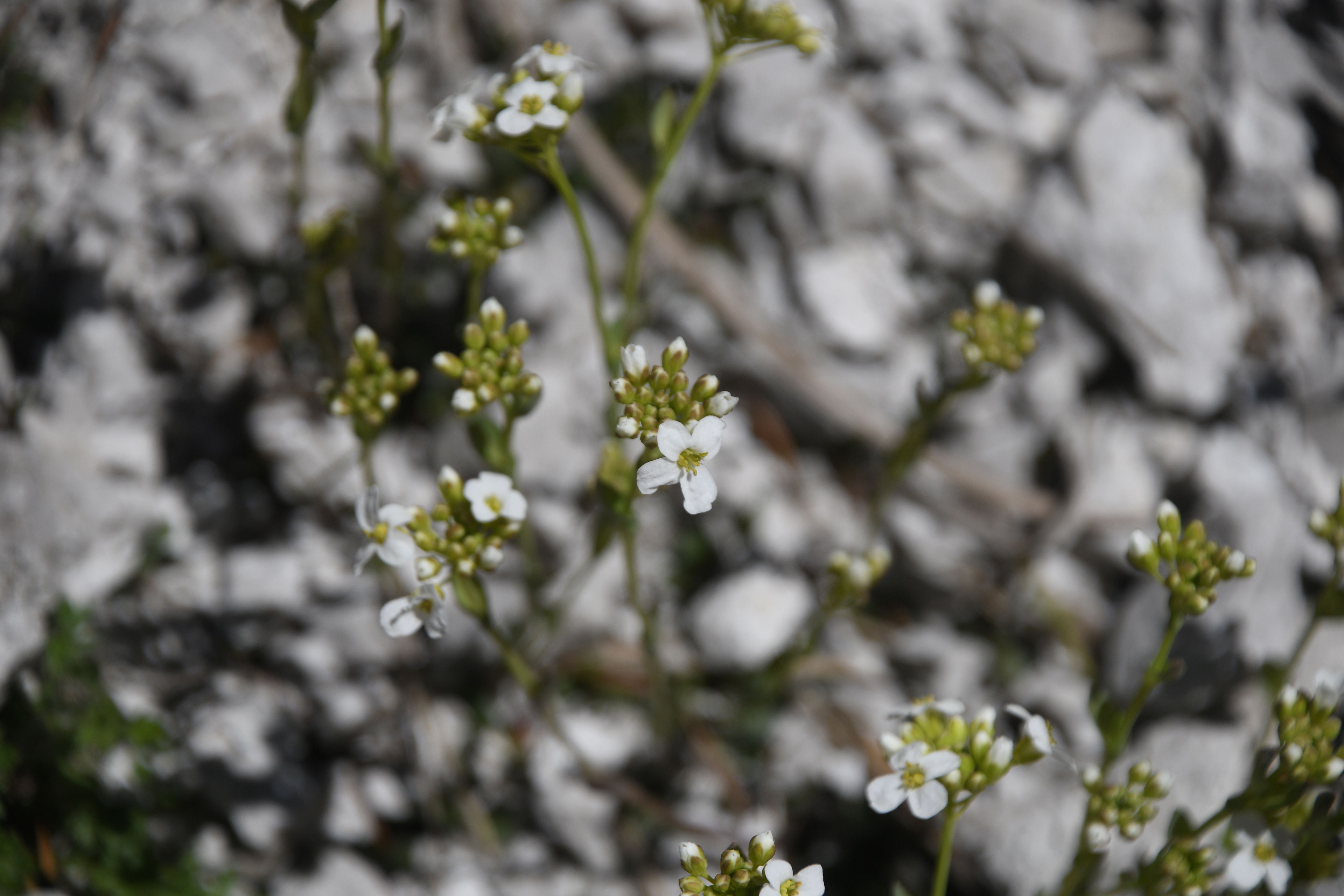 Mariazell - 25042026 - (318) - 8158-3.JPG
