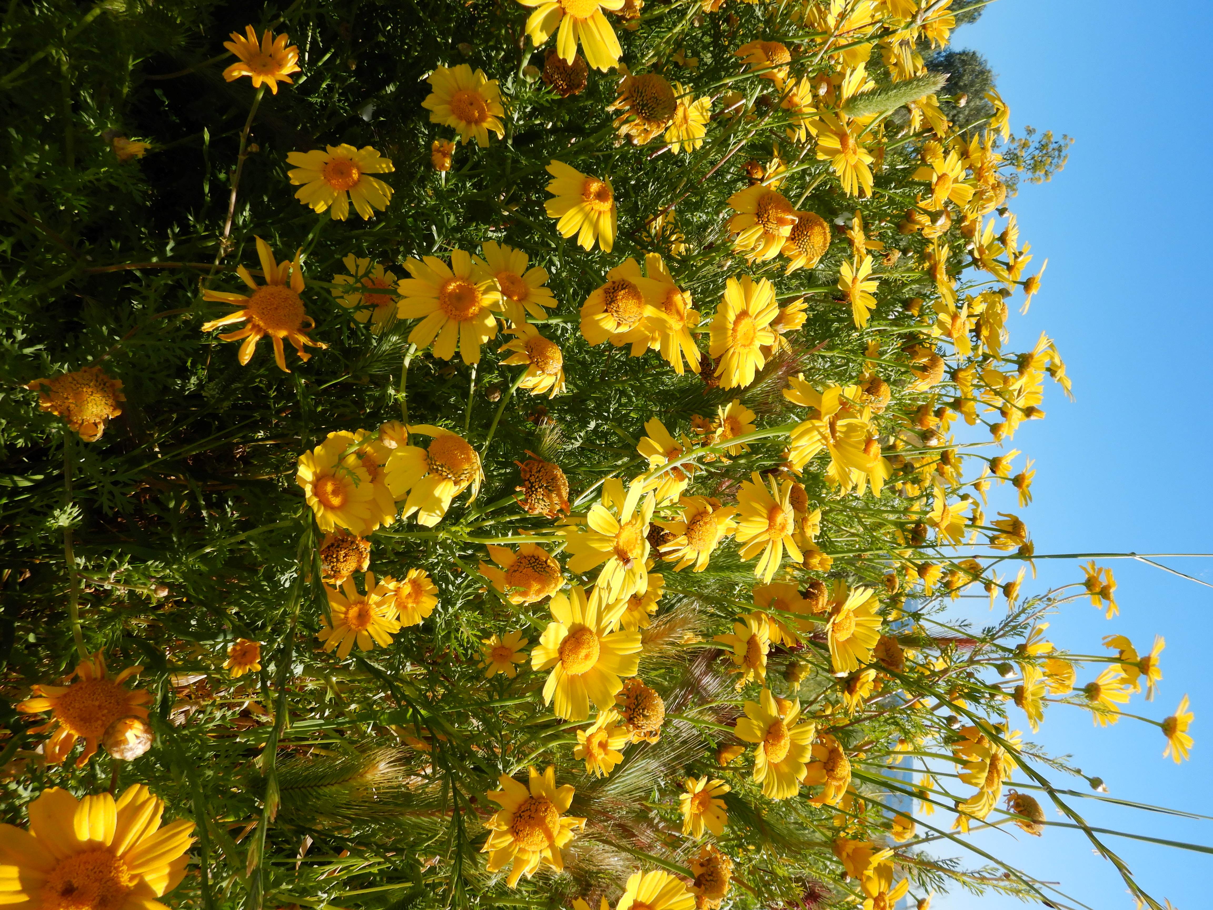 DSCN3401 apulien 2026-04-24.jpg