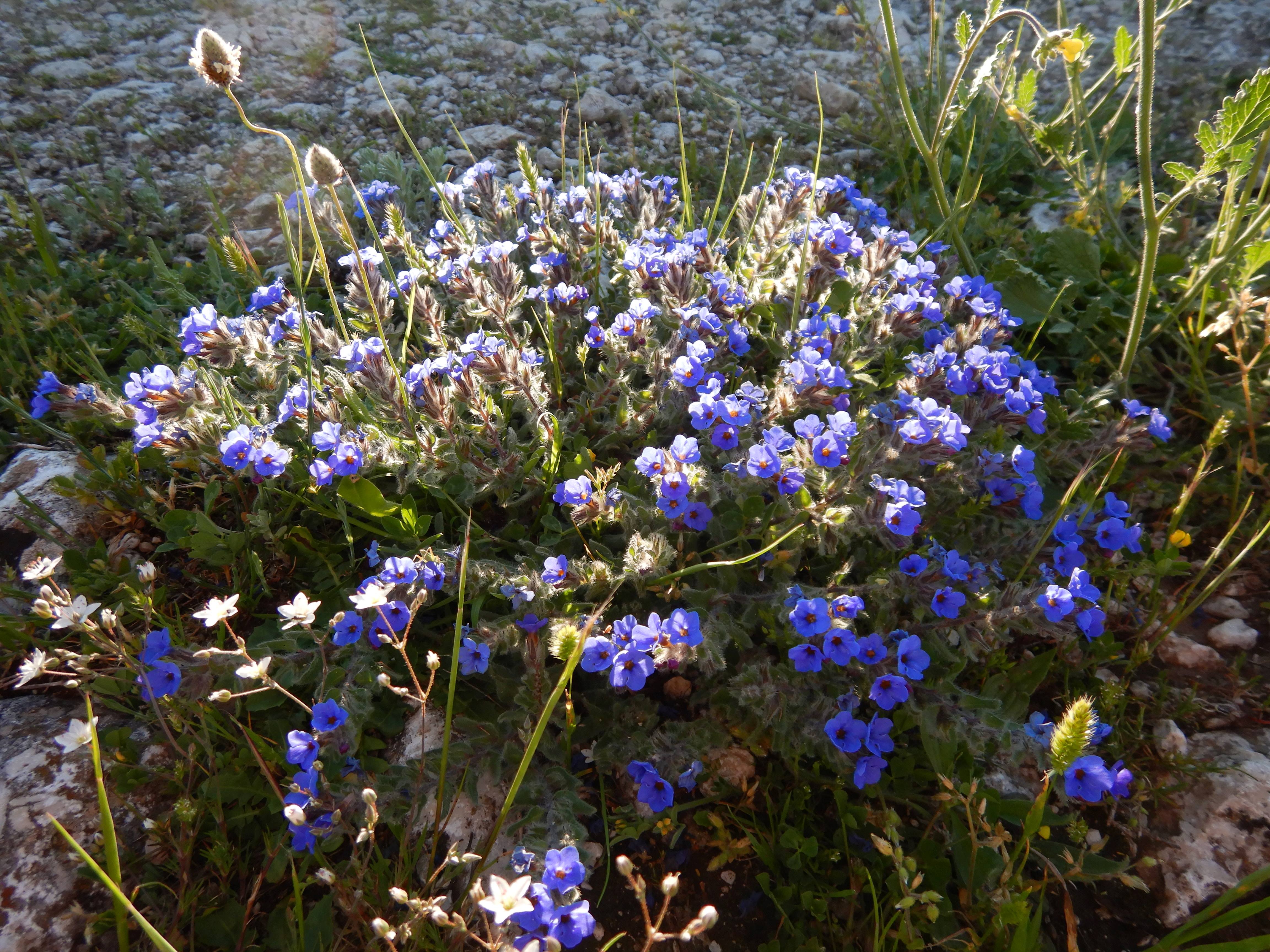 DSCN3961 apulien 2026-04-24.jpg