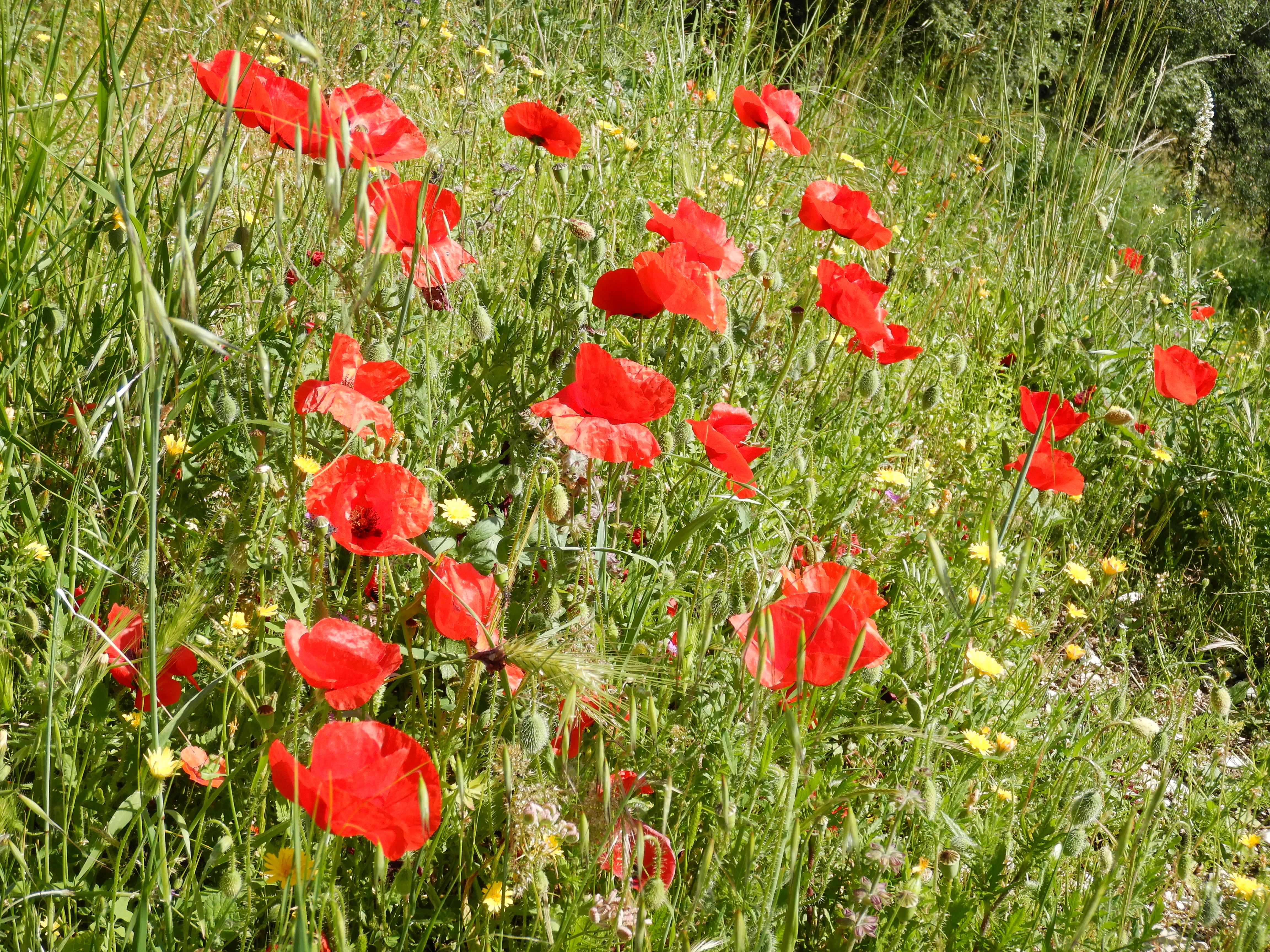 DSCN4120 apulien 2026-04-24.jpg