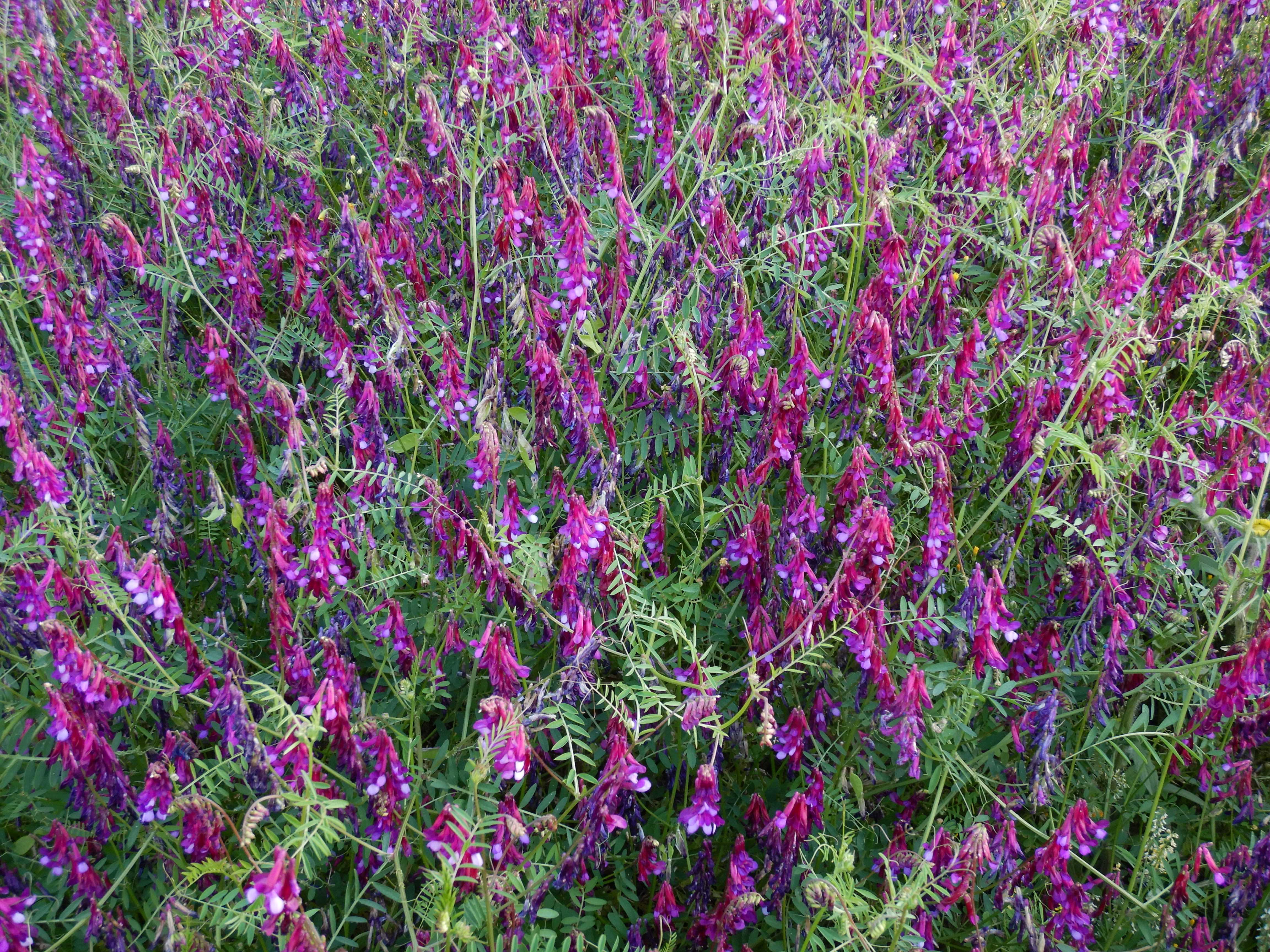 DSCN4450 apulien 2026-04-24.jpg