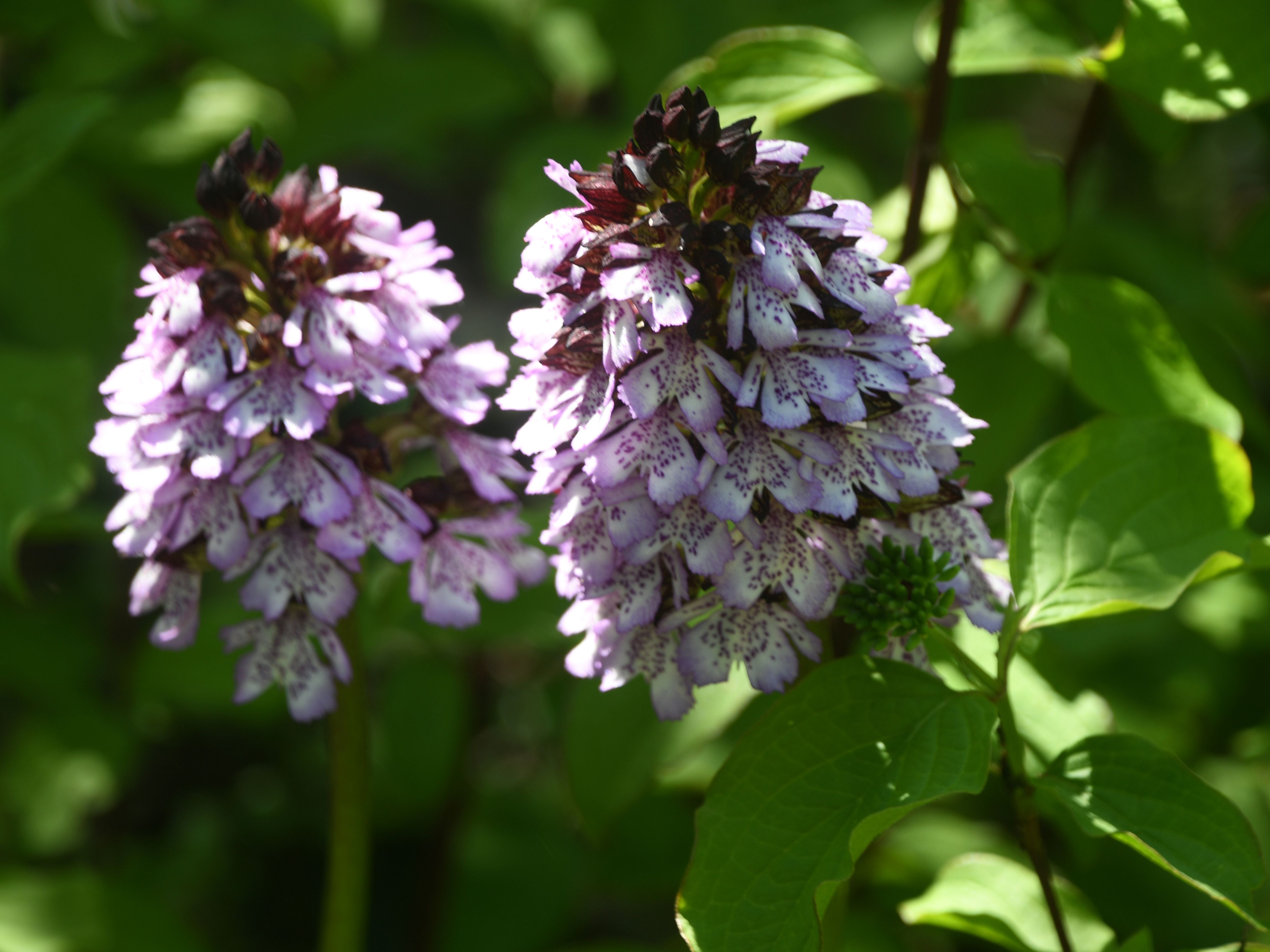 Bgld- 24042026 - (127) -  - Orchis purpurea - Purpur-Knabenkraut.JPG