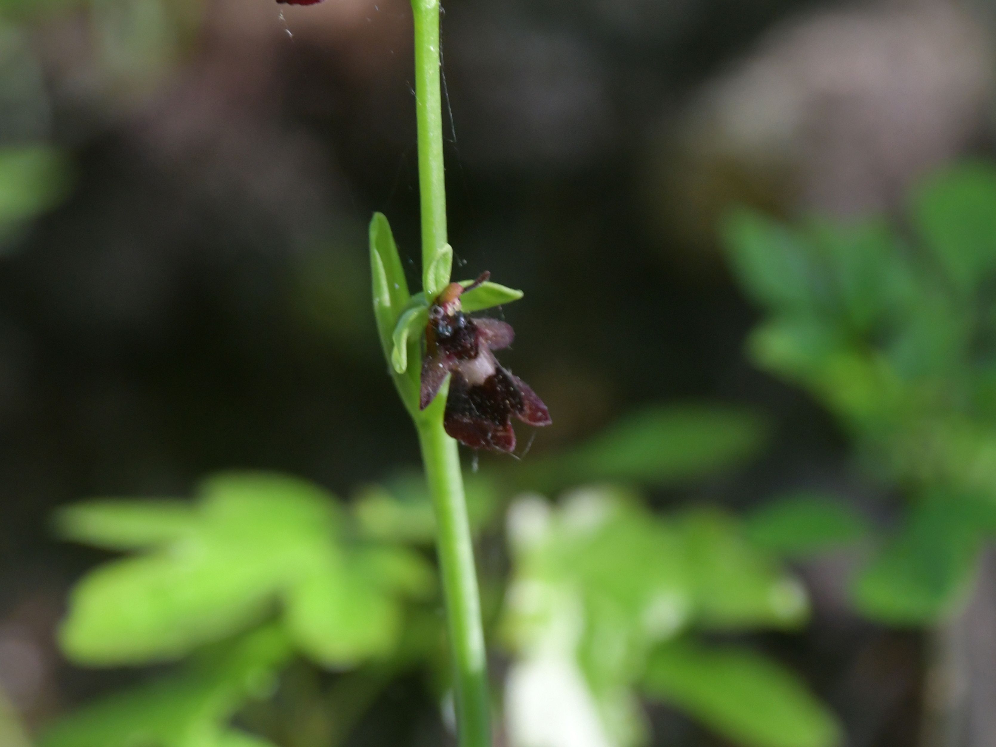 Seibersdorf - 24042026 - (27) - Ophrys insectifera - Fliegen-Ragwurz.JPG