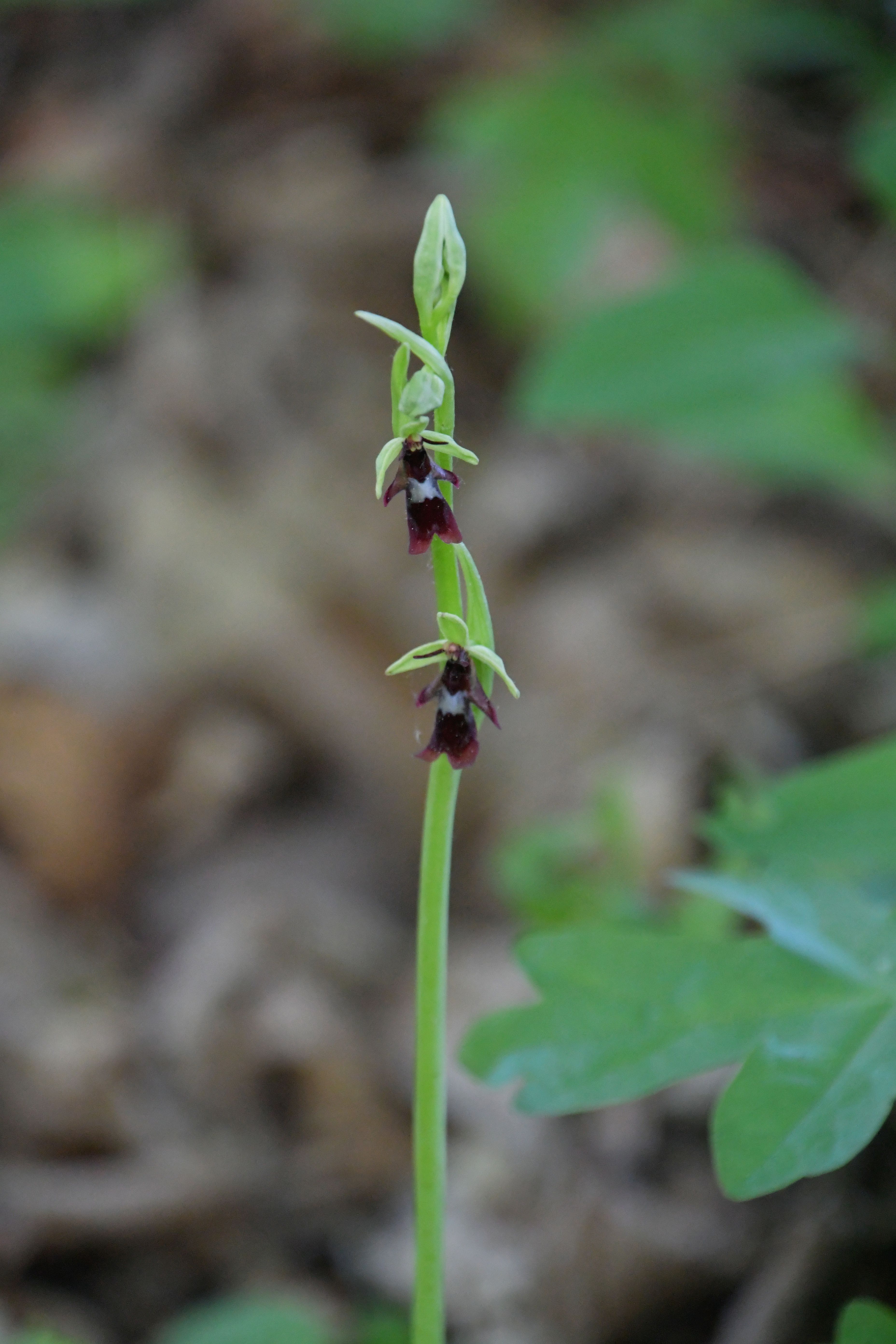 Seibersdorf - 24042026 - (30) - Ophrys insectifera - Fliegen-Ragwurz.JPG