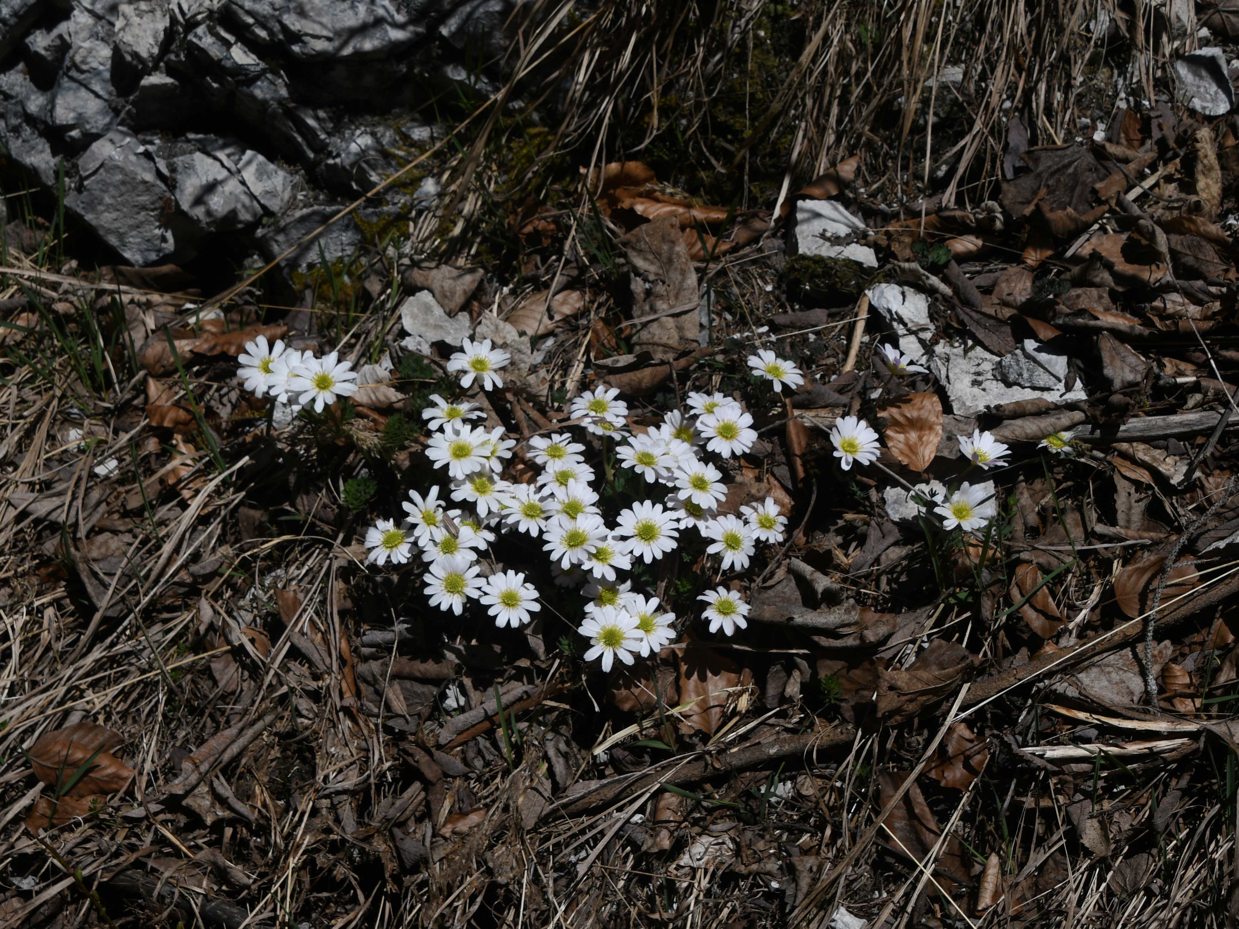 LF - - 25042026 -(14) - Callianthemum anemonoides - Anemonen-Schmuckblümchen.JPG