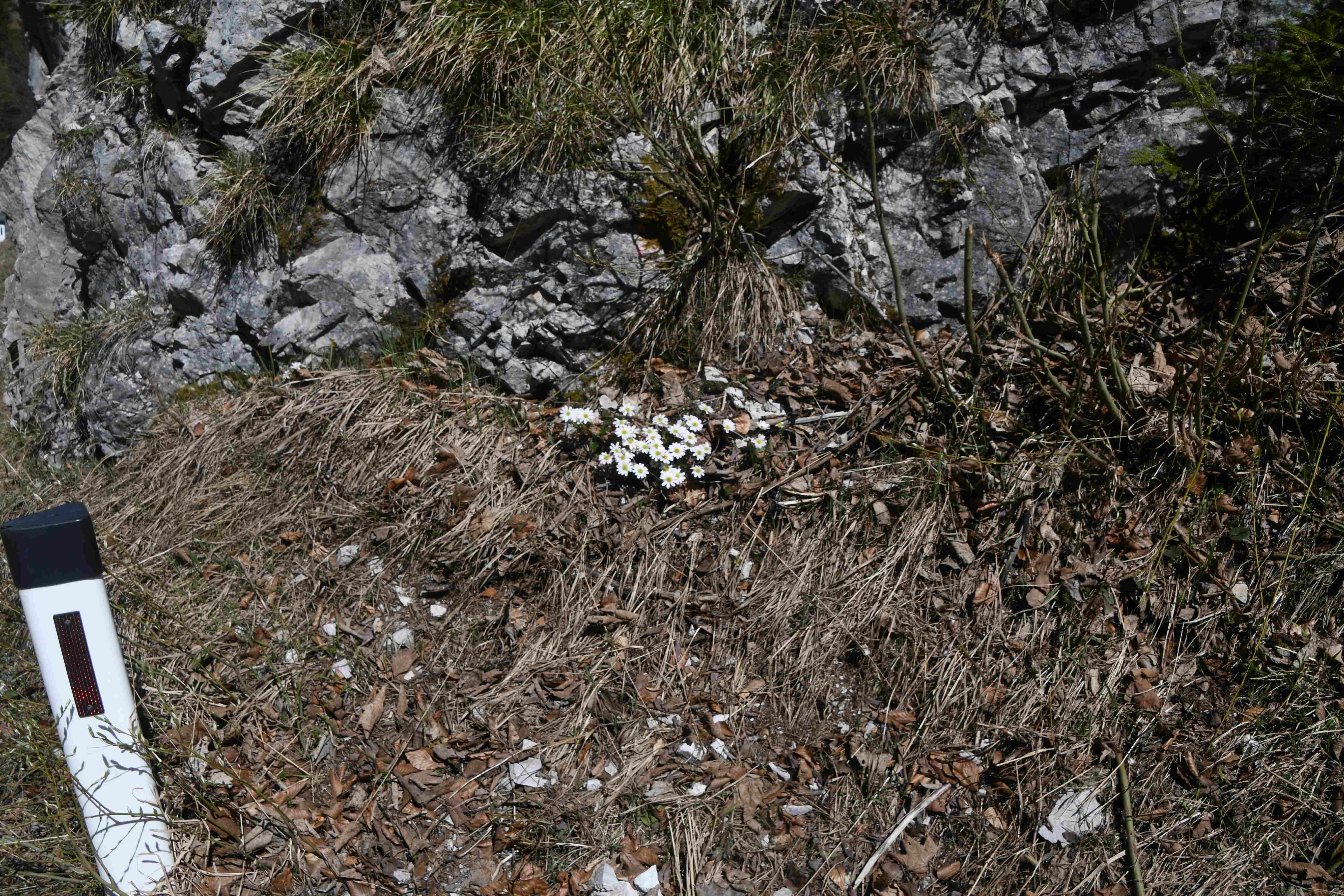 LF - 25042026 -(15) - Callianthemum anemonoides - Anemonen-Schmuckblümchen.JPG