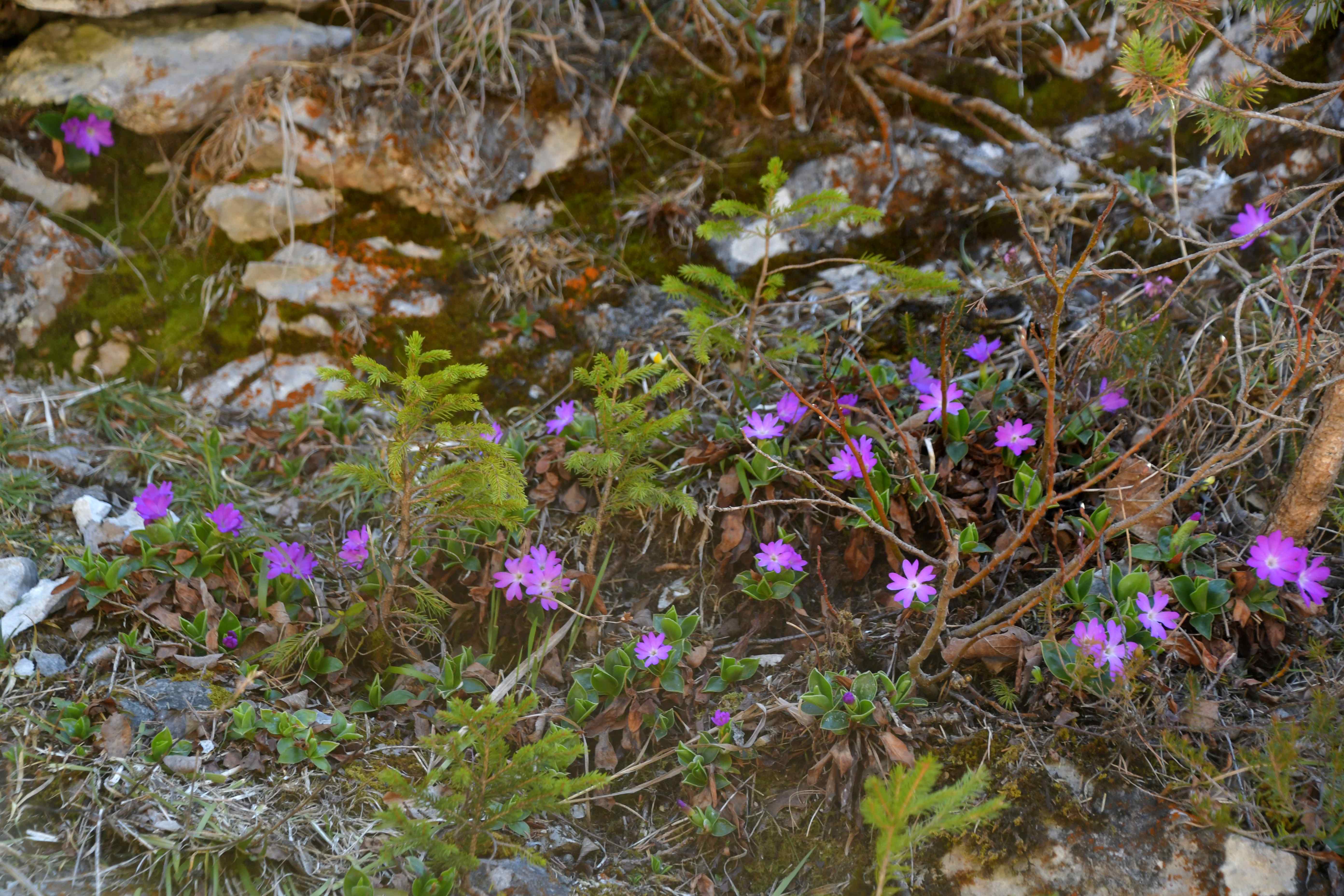 Mariazell - 25042026 - (212) - - Primula clusiana - Clusius-Primel.JPG