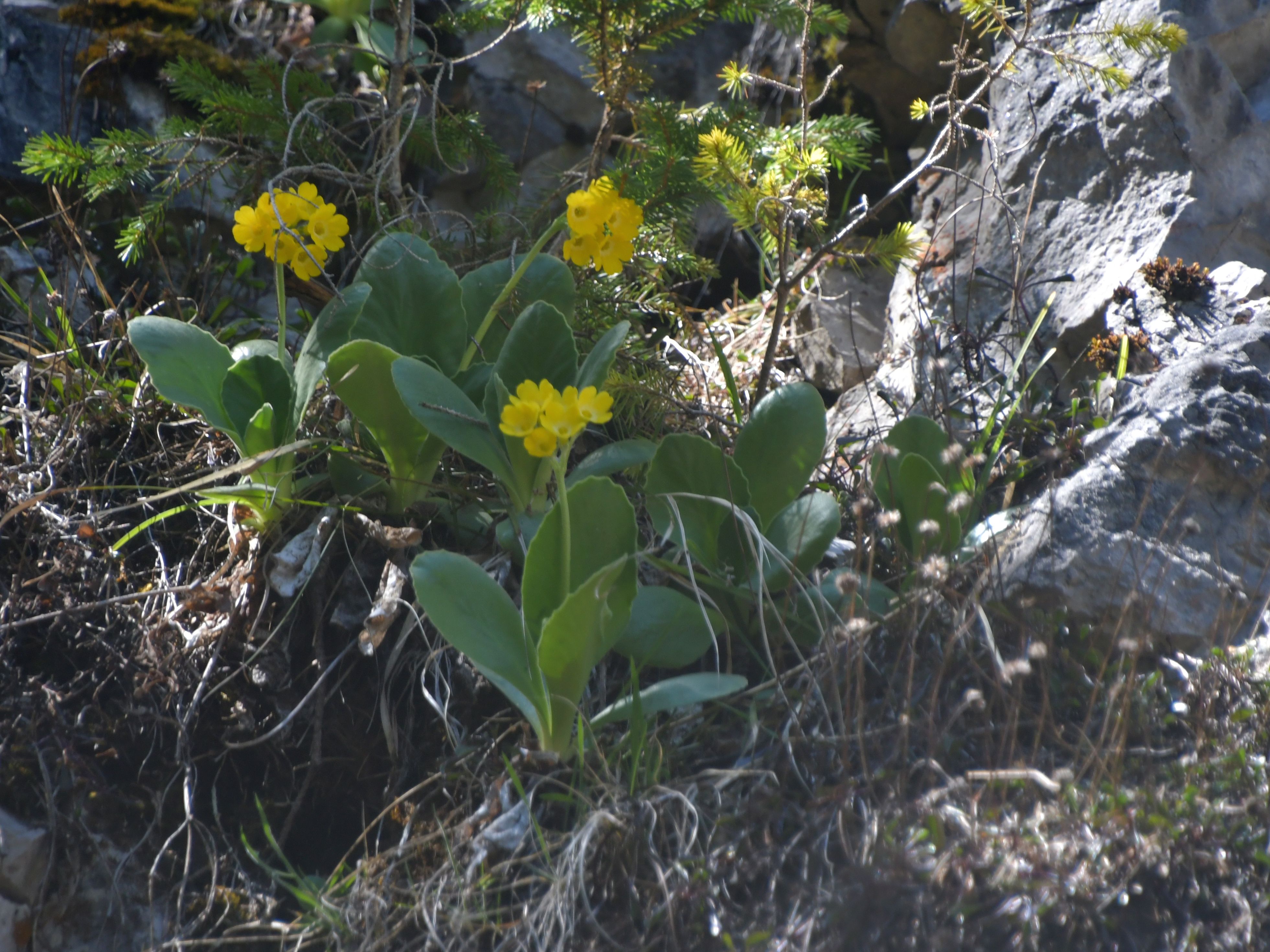 Mariazell - 25042026 - (190) - - Primula auricula - Alpen-Aurikel.JPG