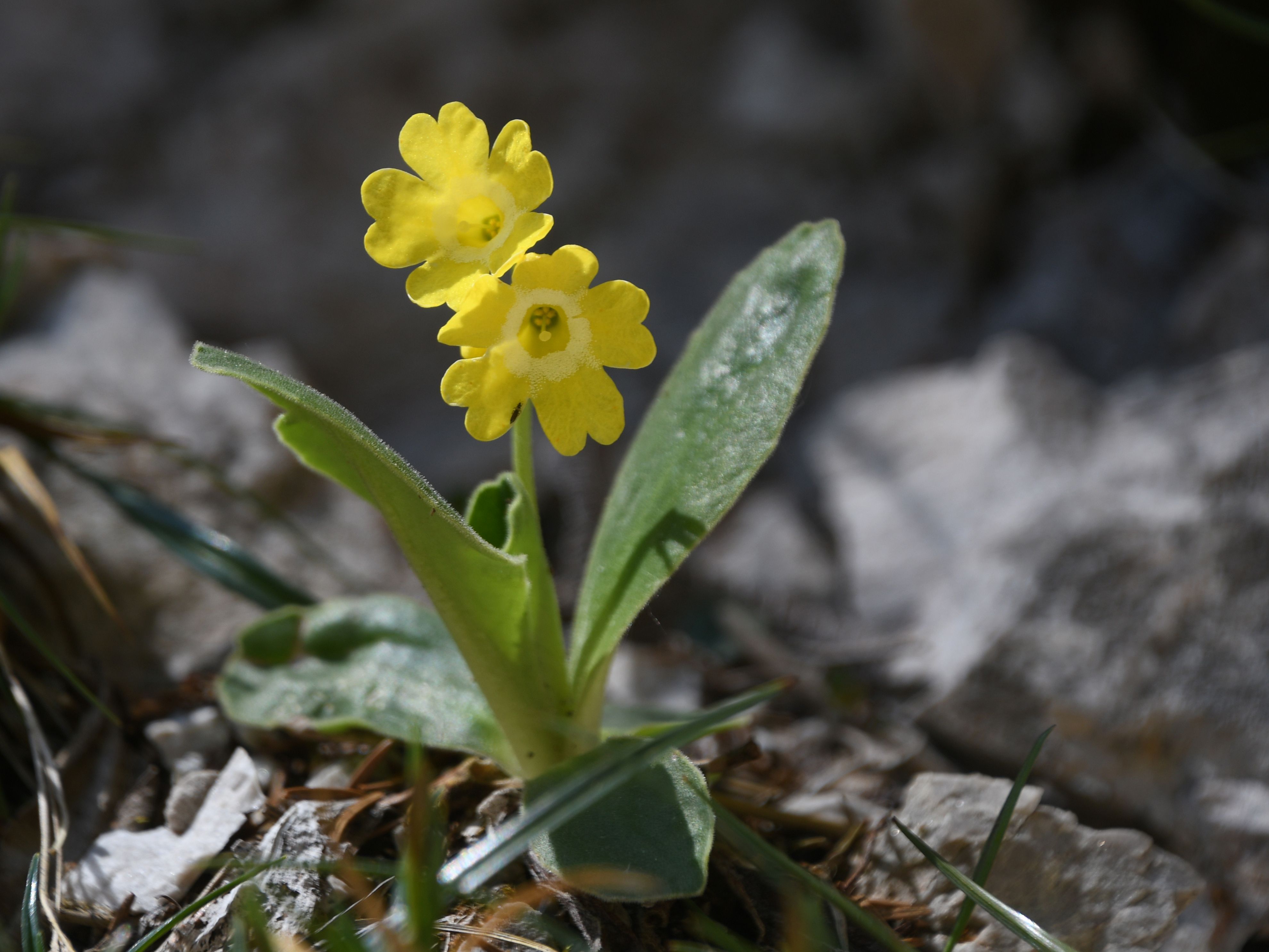 Mariazell - 25042026 - (198) - - Primula auricula - Alpen-Aurikel.JPG
