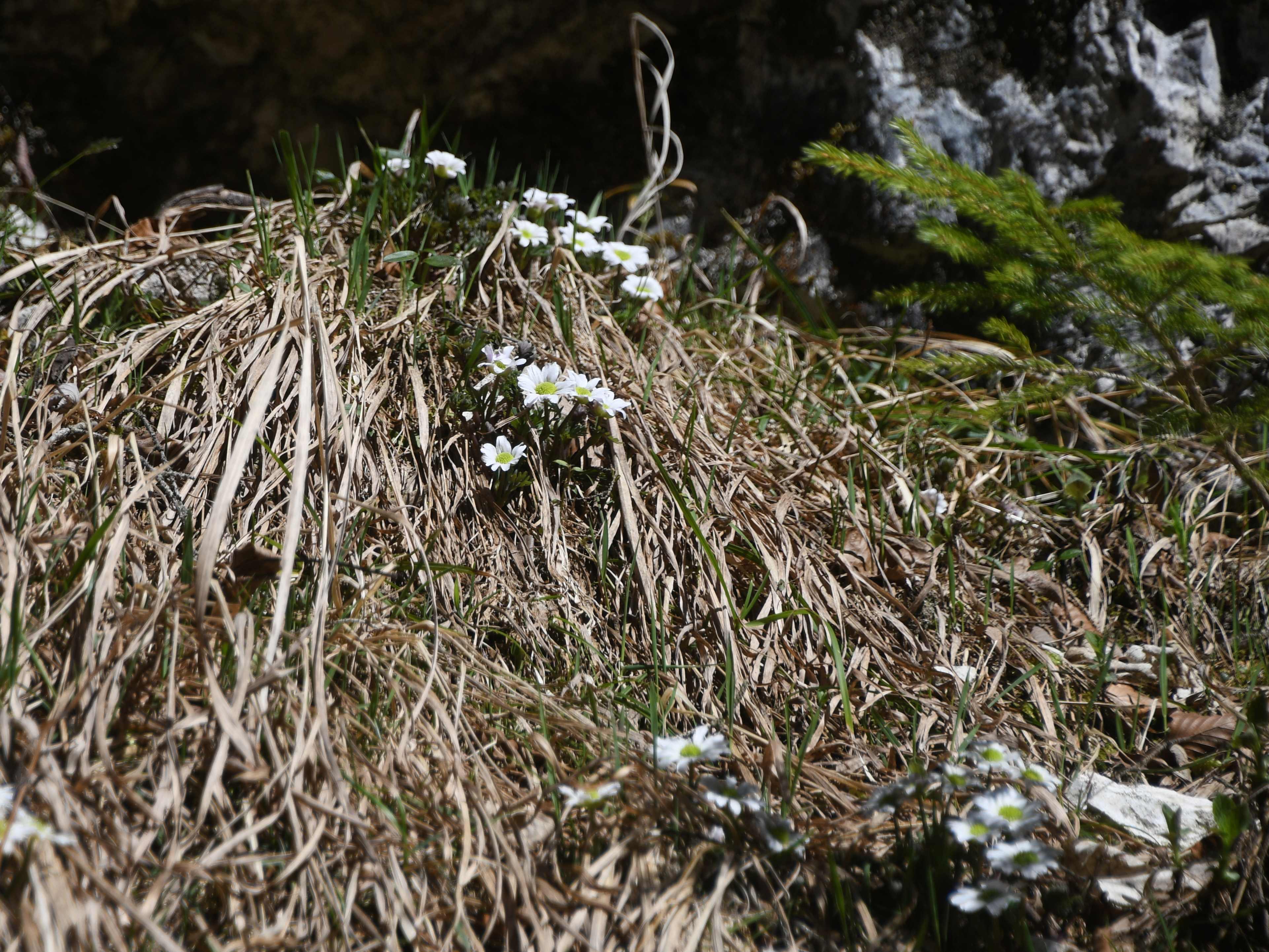 Mariazelll - 25042026 - (342) - - Callianthemum anemonoides - Anemonen-Schmuckblümchen.JPG