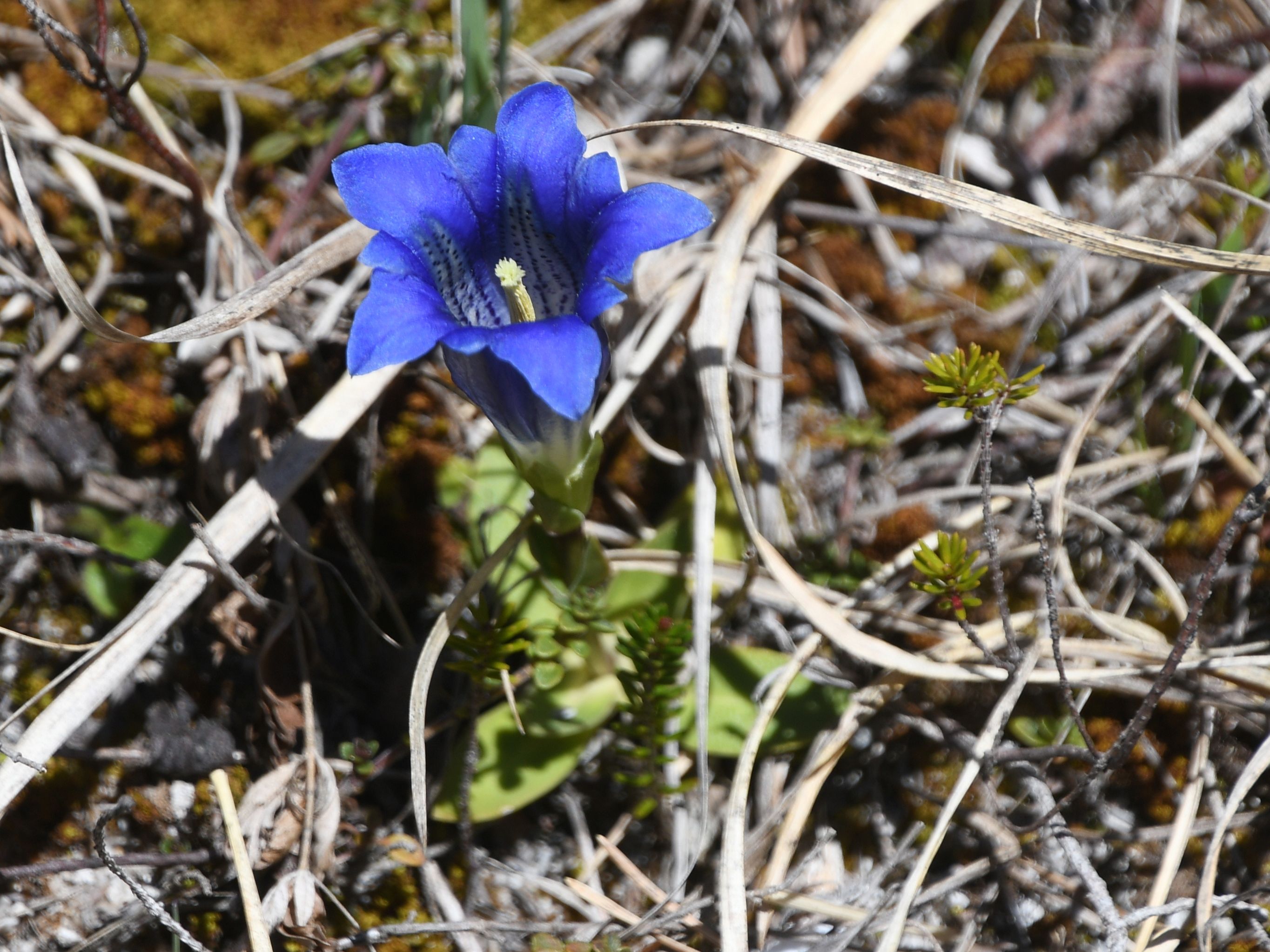 Mariazell - 25042026 - (142) -  - Gentiana clusii - Kalk-Glocken-Enzian.JPG
