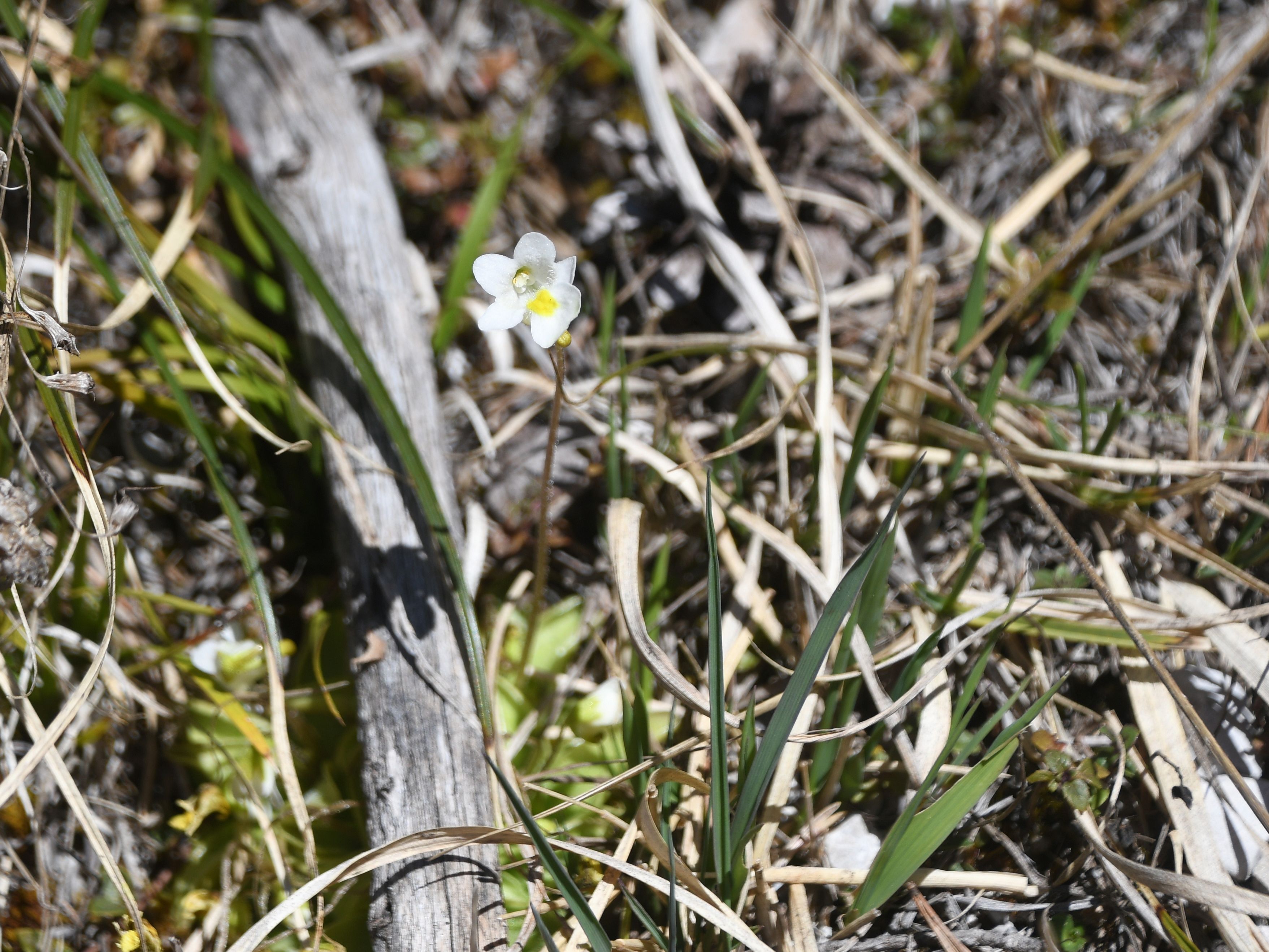 Mariazell - 25042026 - (145) -  - Pinguicula alpina - Alpen-Fettkraut.JPG