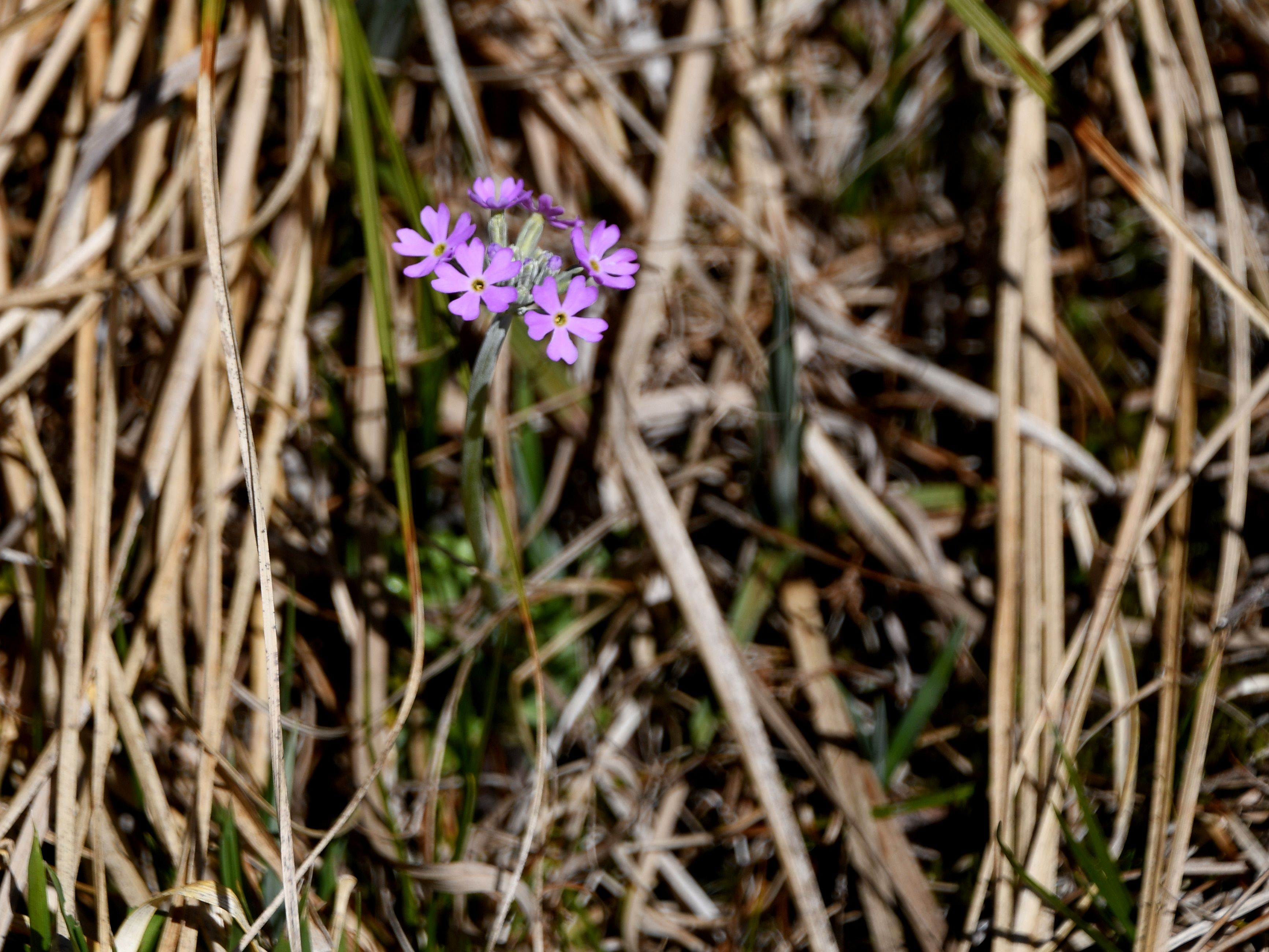 Mariazell - 25042026 - (140) - - Primula farinosa - Mehl-Primel.JPG