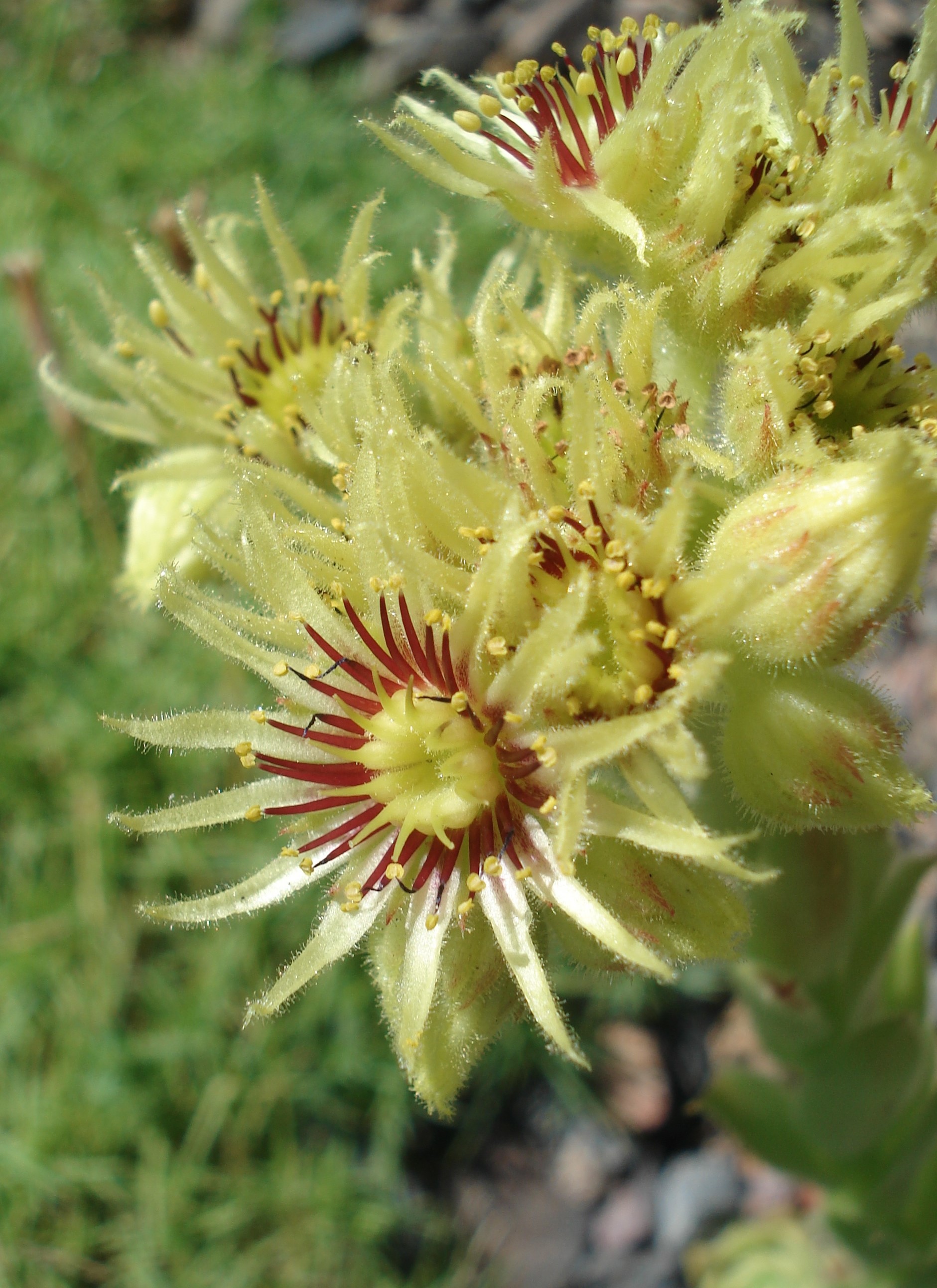 Sempervivum.wulfenii.ssp.juvanii.Endem.O-Slowenien, Boga Laibach.JPG