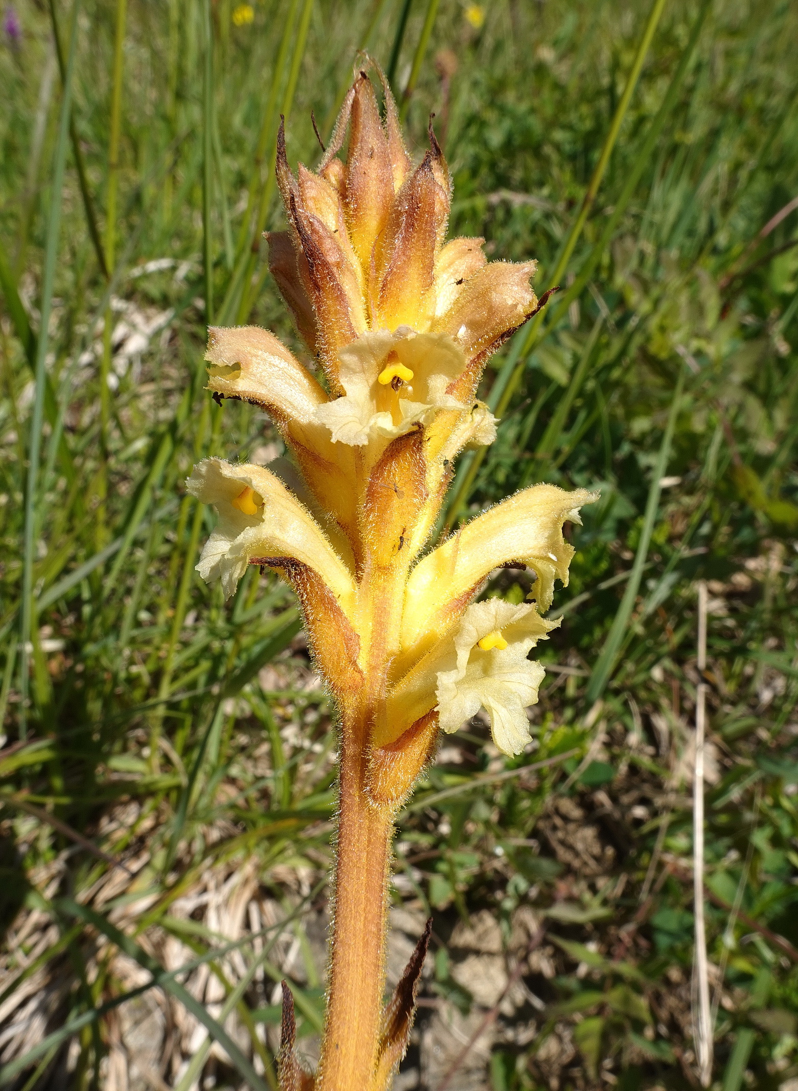 Orobanche.lutea.Slo-Donatiberg.b.Pöltschach.westl.Sv.Donat .2.Mai.26.JPG