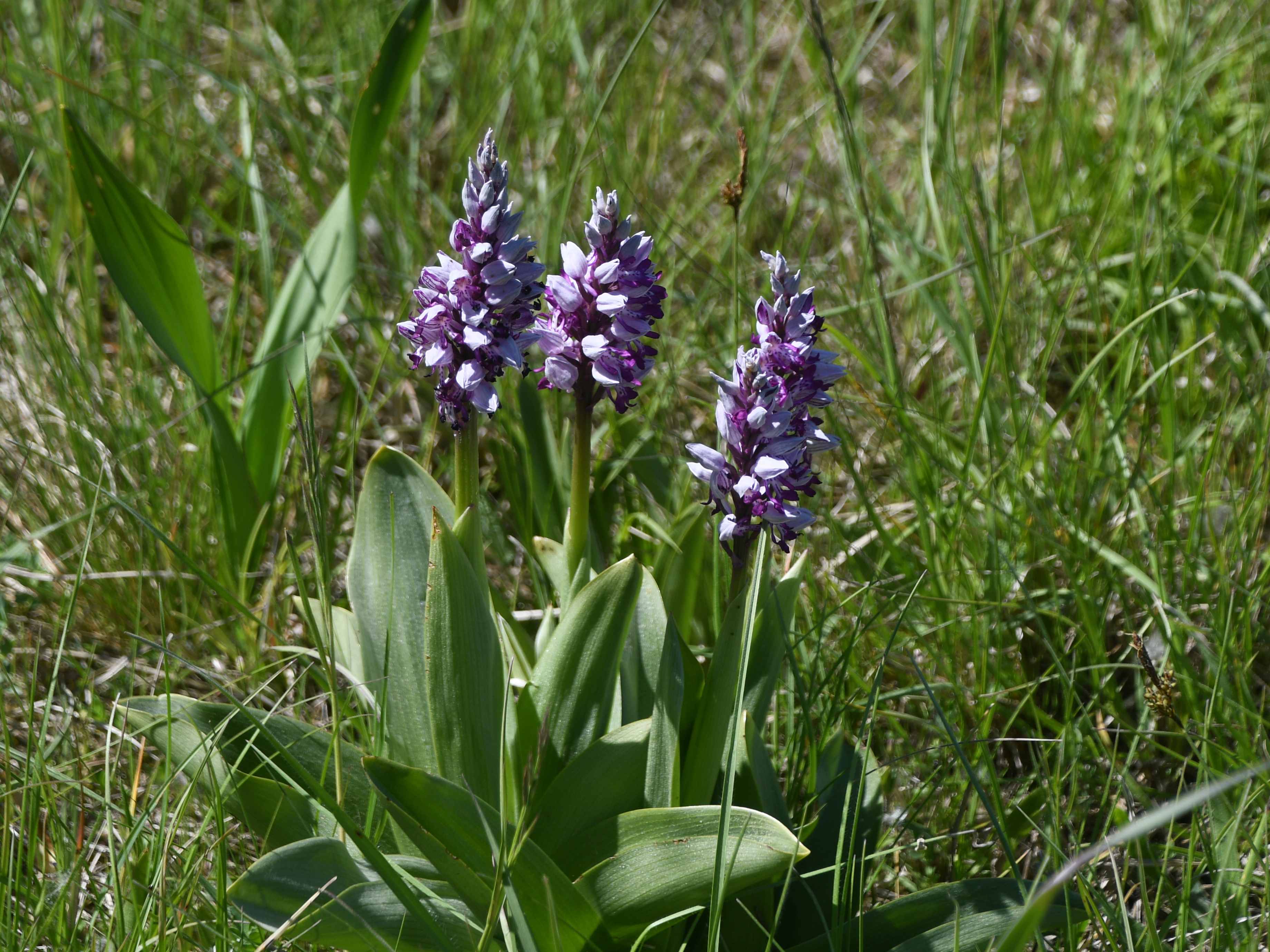 Stopfenreuth - 03052026 - (571) -  - Orchis militaris - Helm-Knabenkraut.JPG