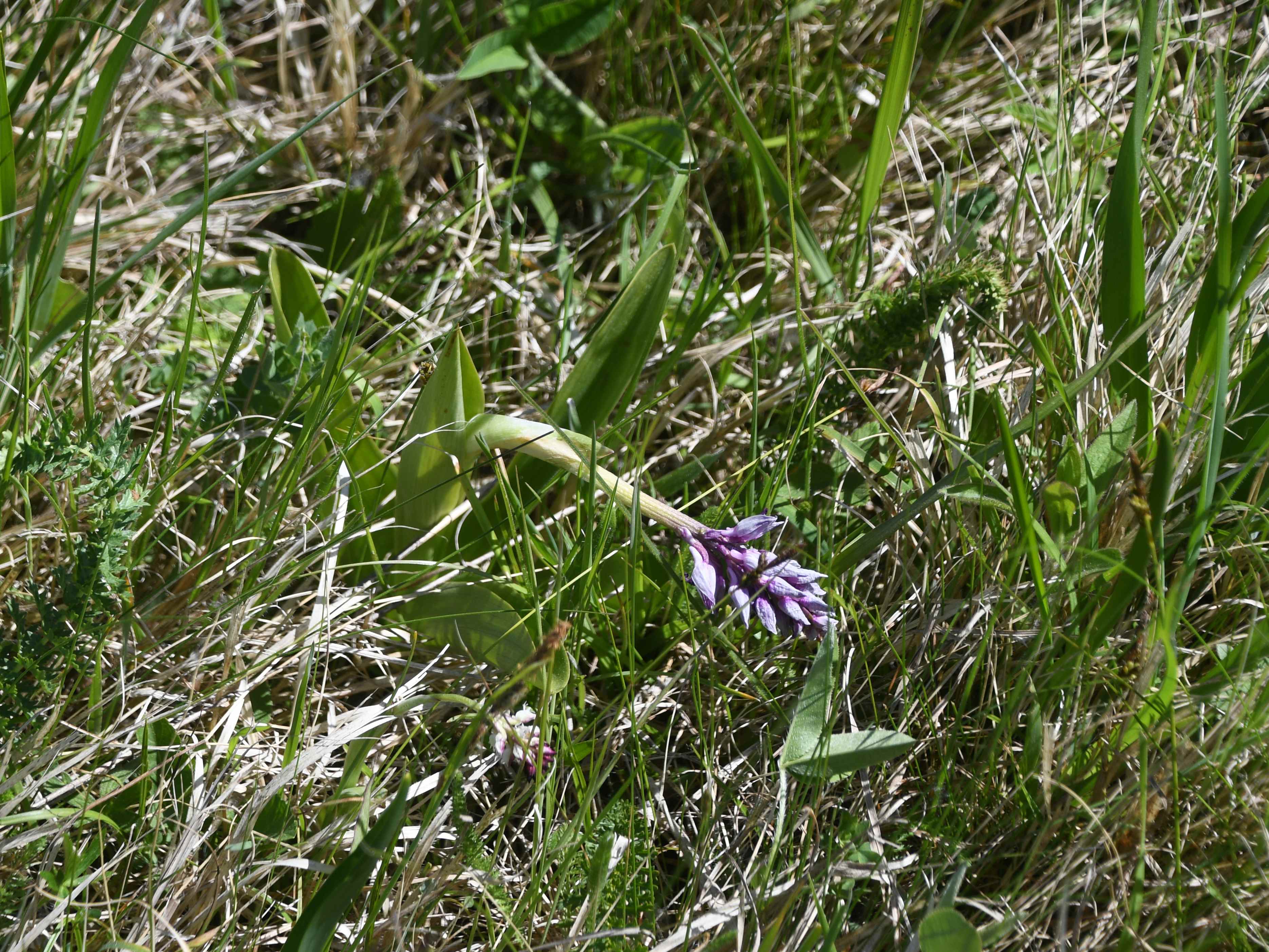 Stopfenreuth - 03052026 - (624) - - Orchis militaris - Helm-Knabenkraut.JPG