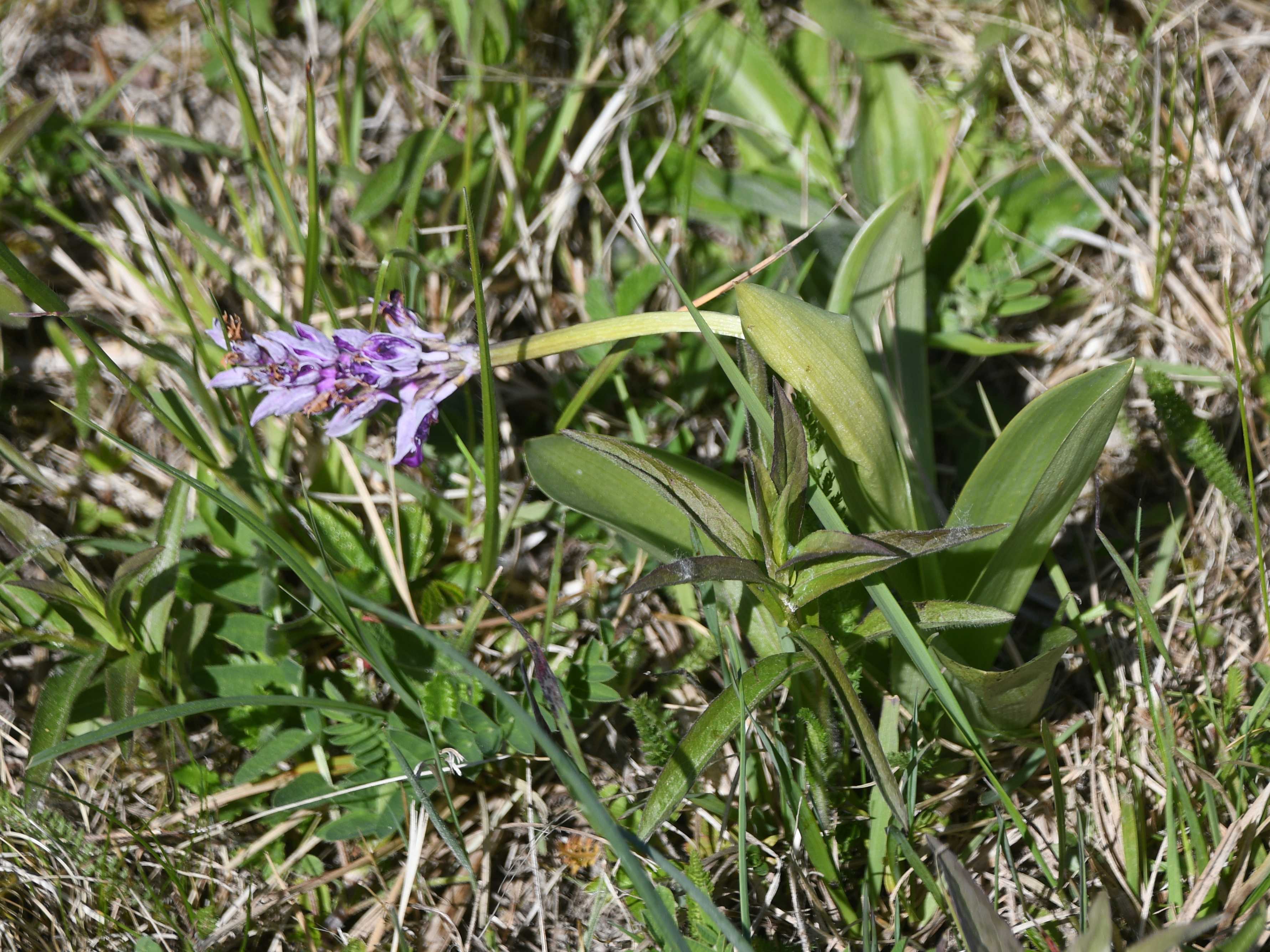 Stopfenreuth - 03052026 - (632) - - Orchis militaris - Helm-Knabenkraut.JPG