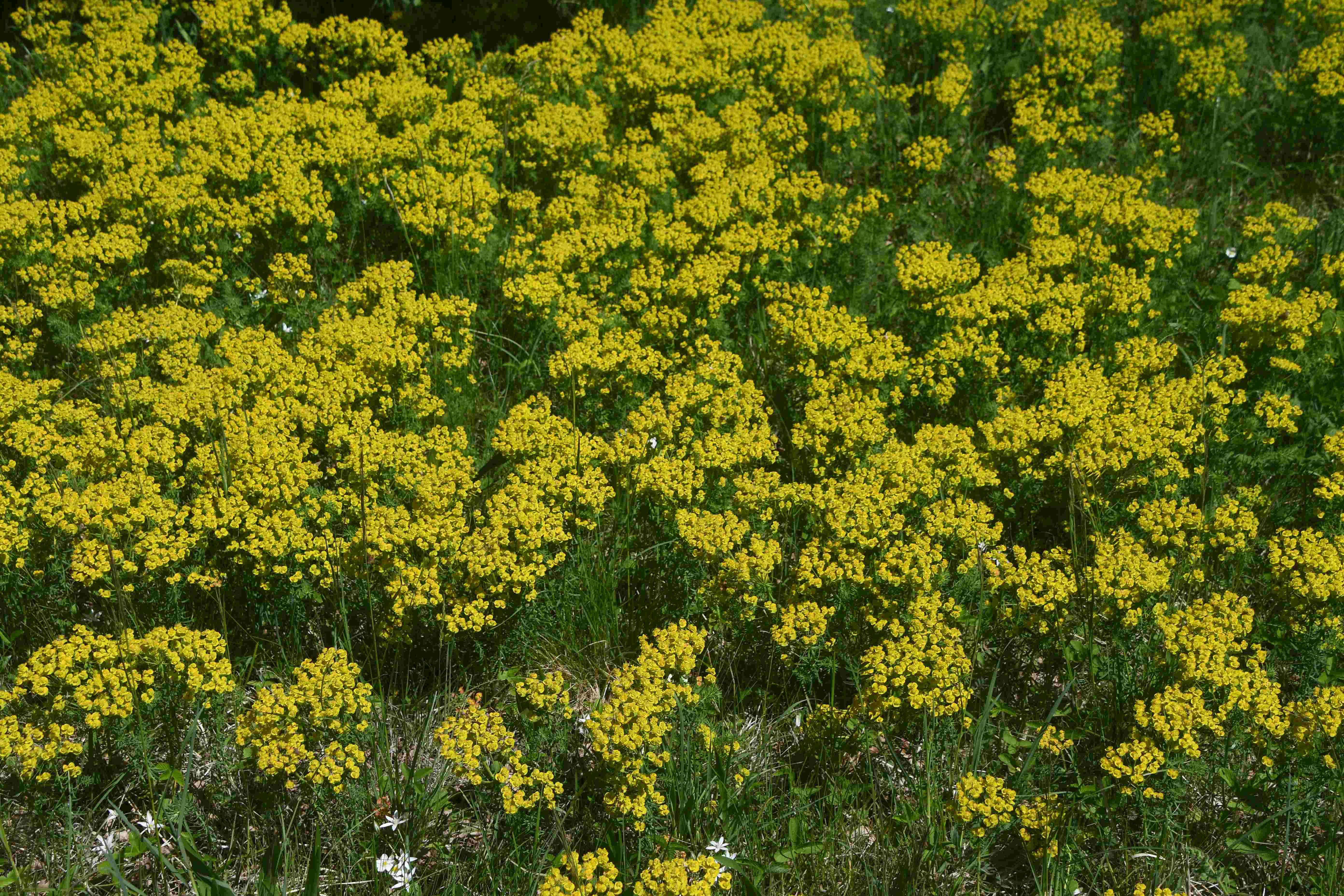 Stopfenreuth - 03052026 - (653) -  Euphorbia cyparissias - Zypressen-Wolfsmilch.JPG