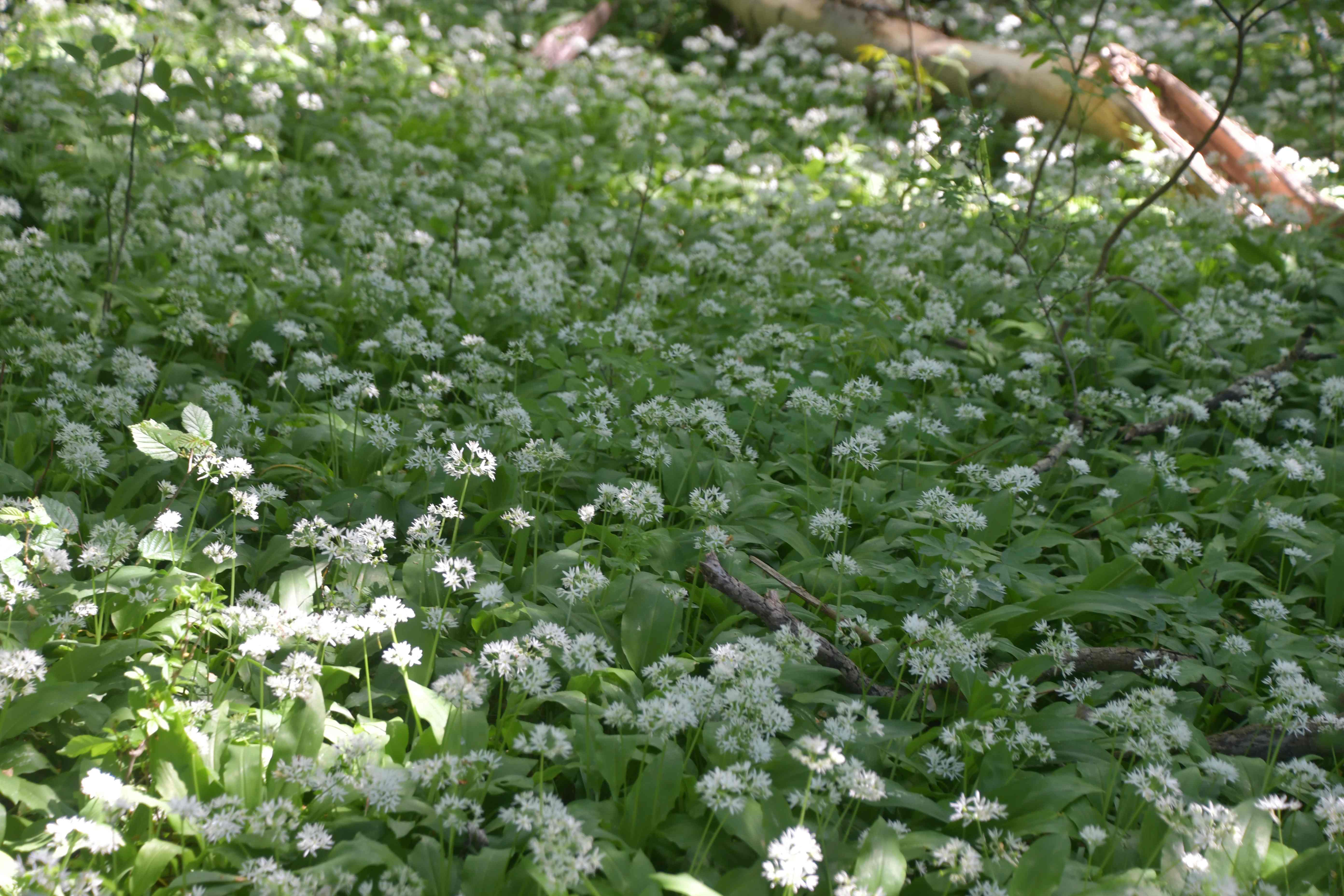 Stopfenreuth - 03052026 - (665) -  Allium ursinum - Bärlauch.JPG