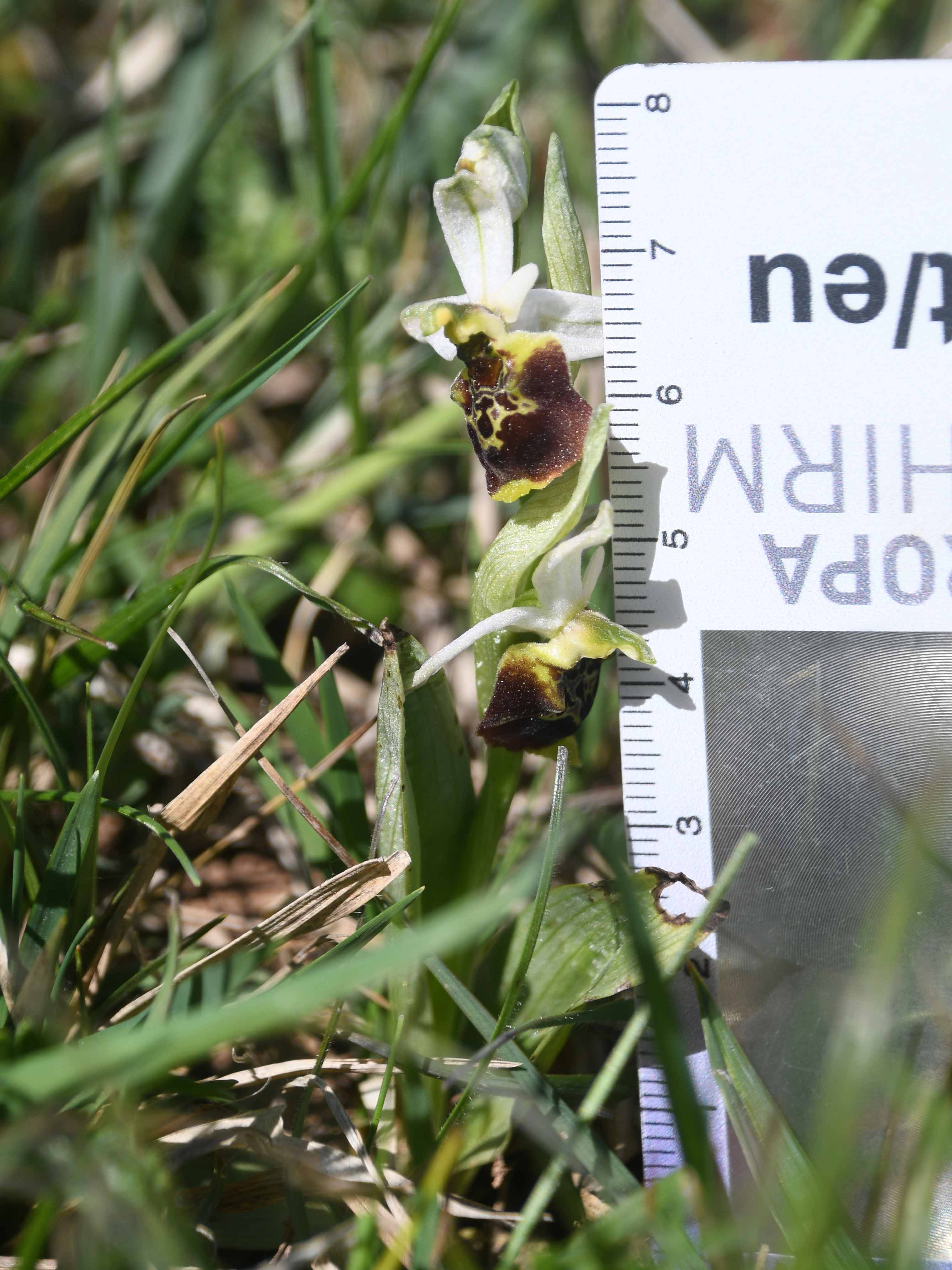 HB -  - 26042026 - (387) - Ophrys holoserica - Hummel-Ragwurz.JPG