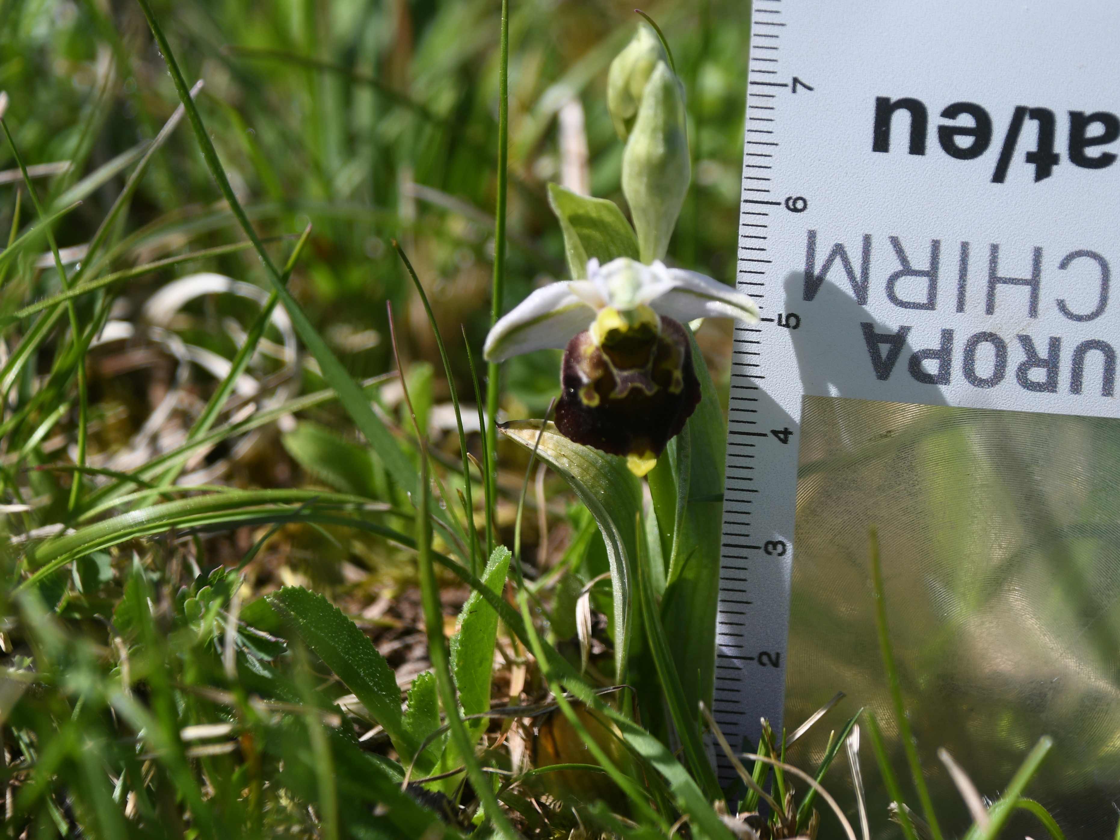 HB -  - 26042026 - (402) - Ophrys holoserica - Hummel-Ragwurz.JPG