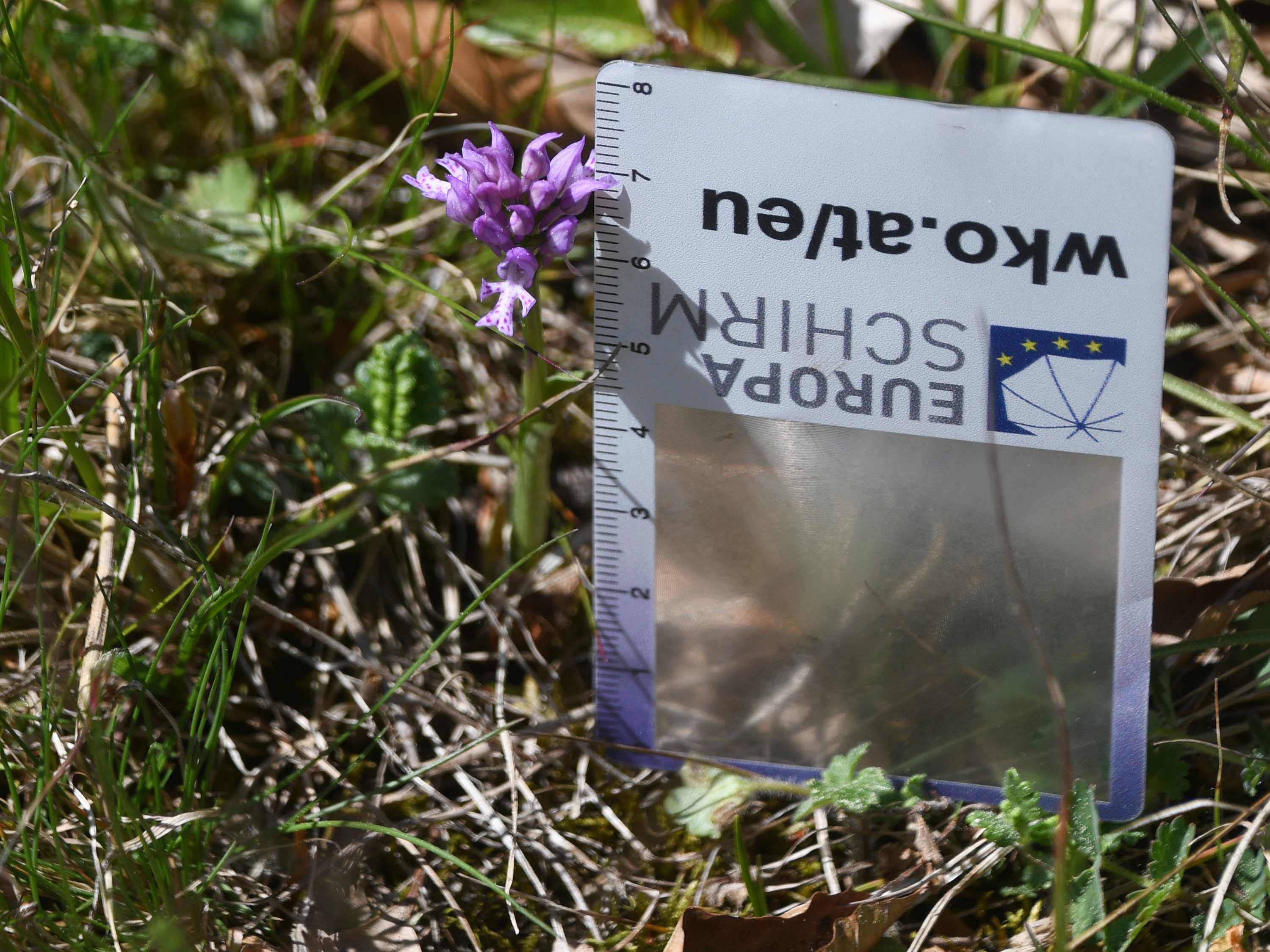 LF - 01052026 - (225) - Neotinea tridentata.JPG