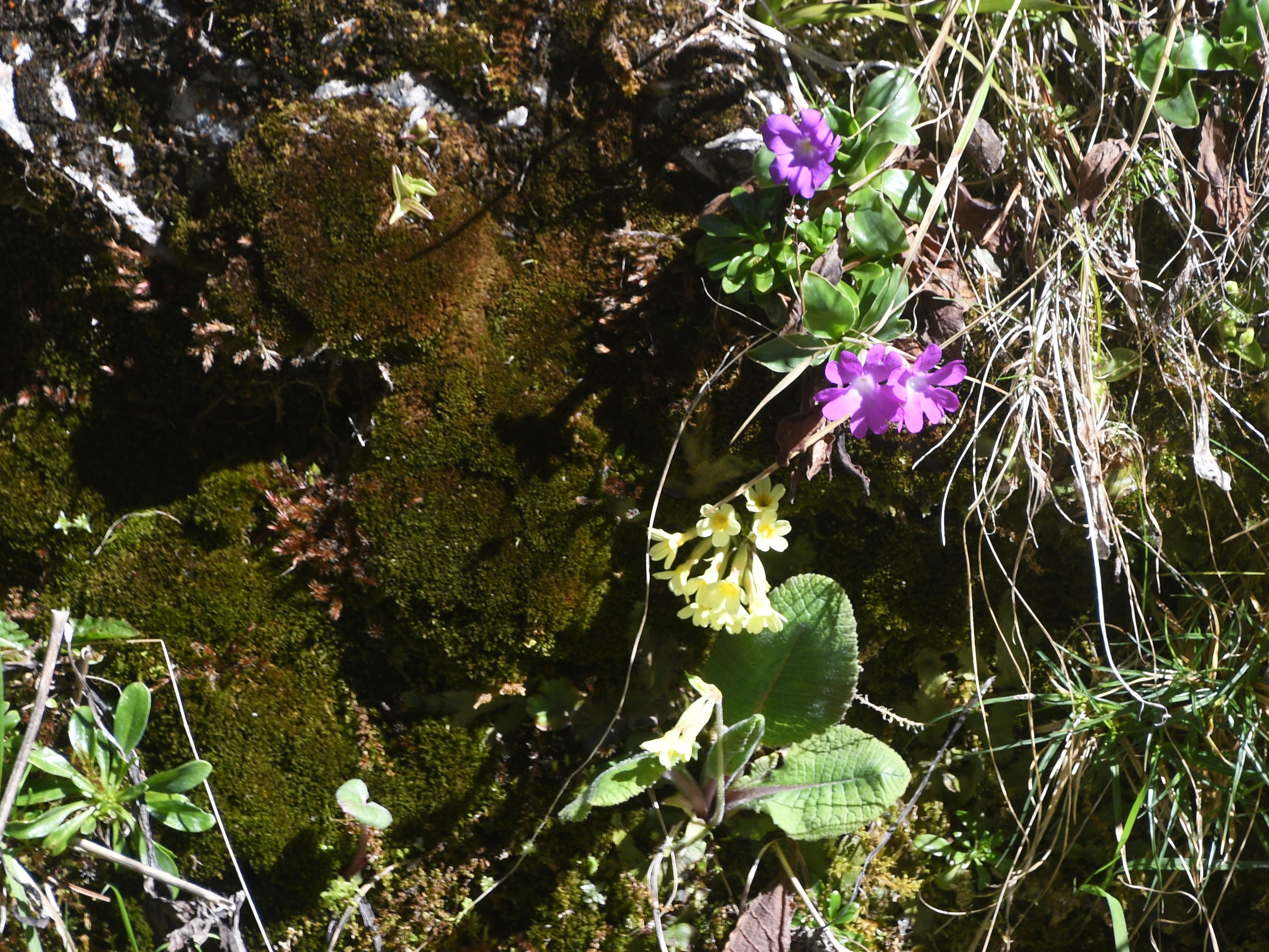 MZ - 25042026 - (271) - Primula clusiana - Clusius-Primel und Primula elatior.JPG