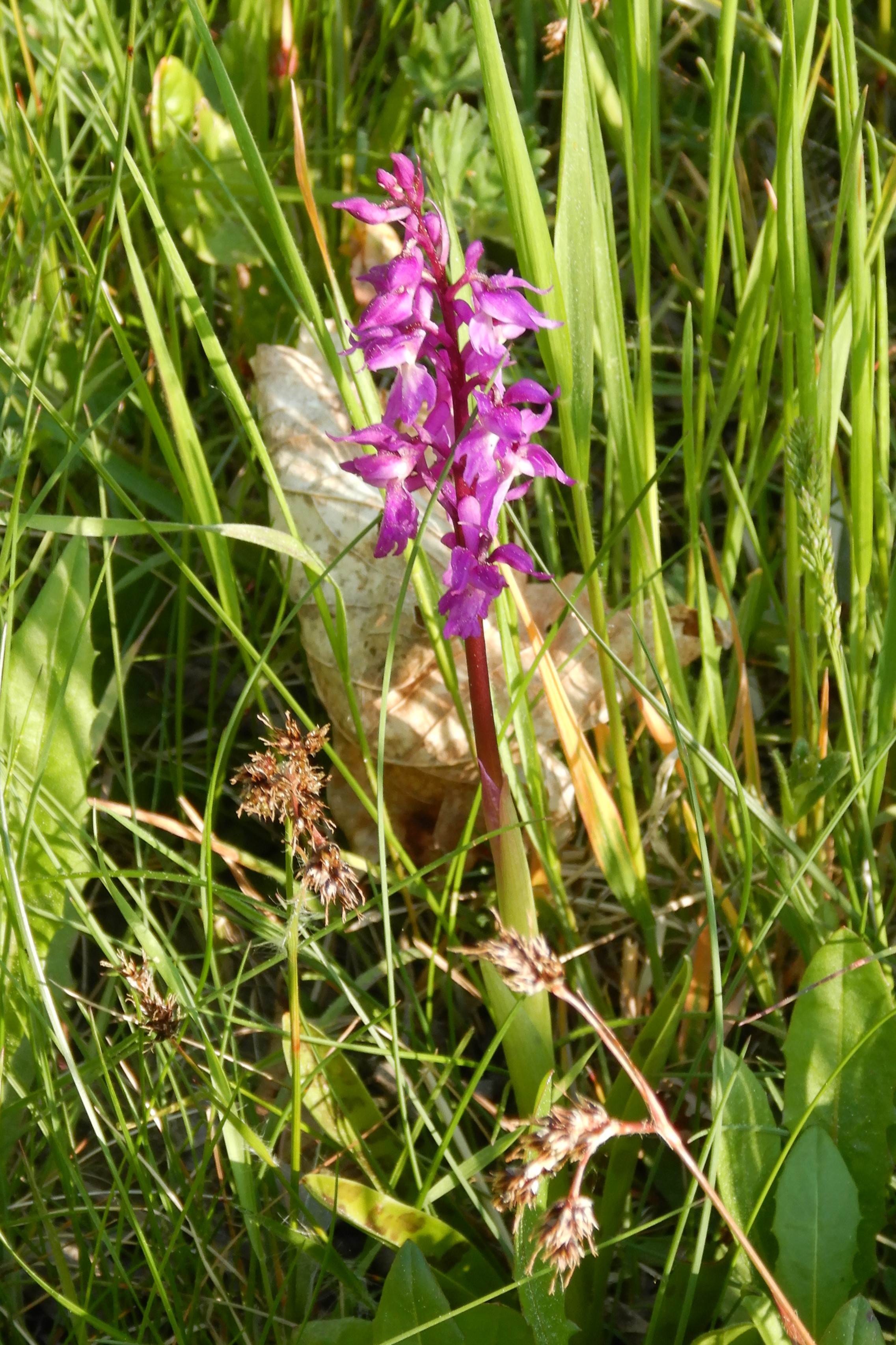 DSCN4683 orchis mascula, auerbach, gde. hirschbach im mkr., 2026-05-03.JPG
