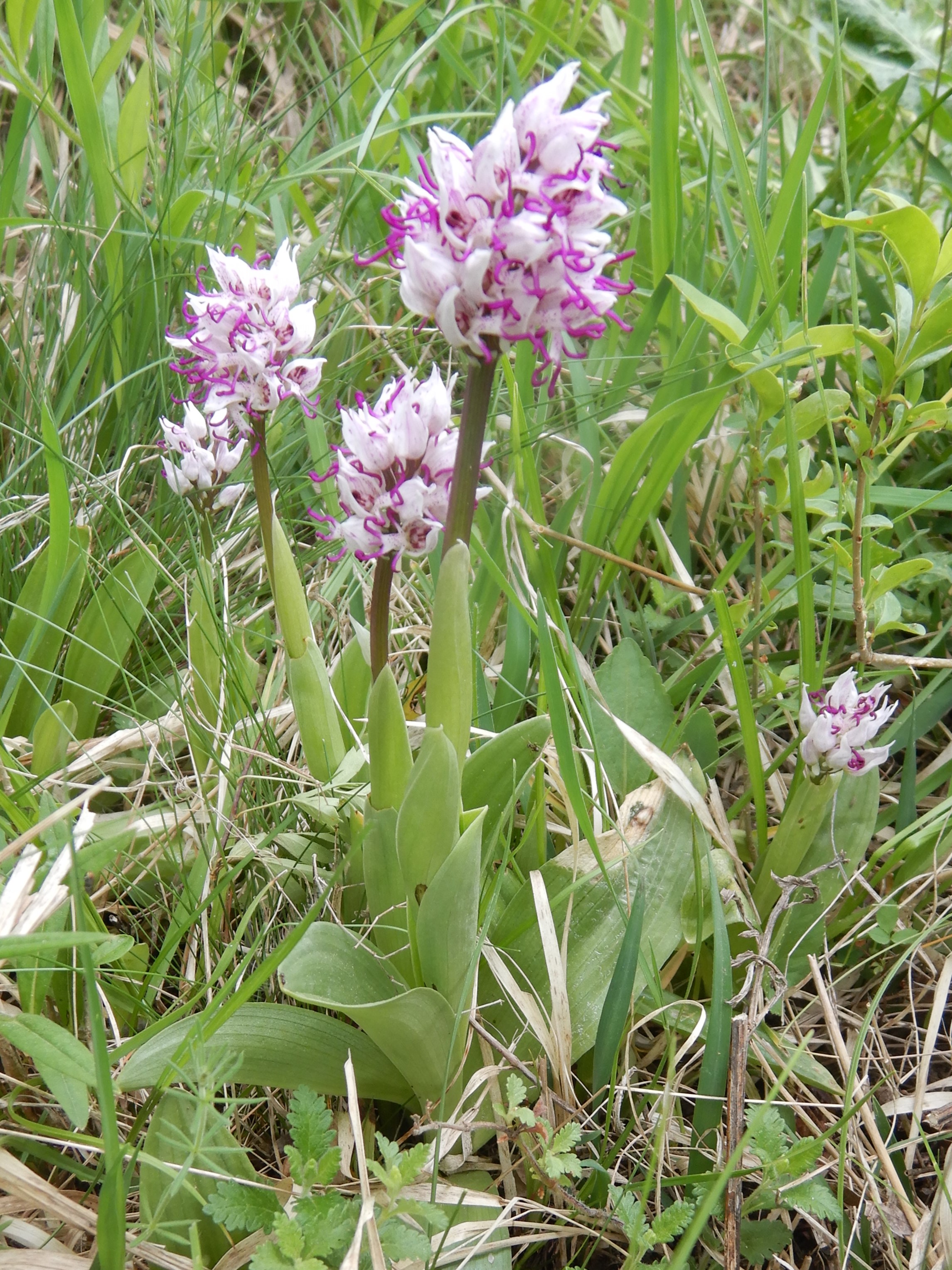 DSCN5539 orchis simia, spitzerberg, prellenkirchen, 2026-05-07.JPG