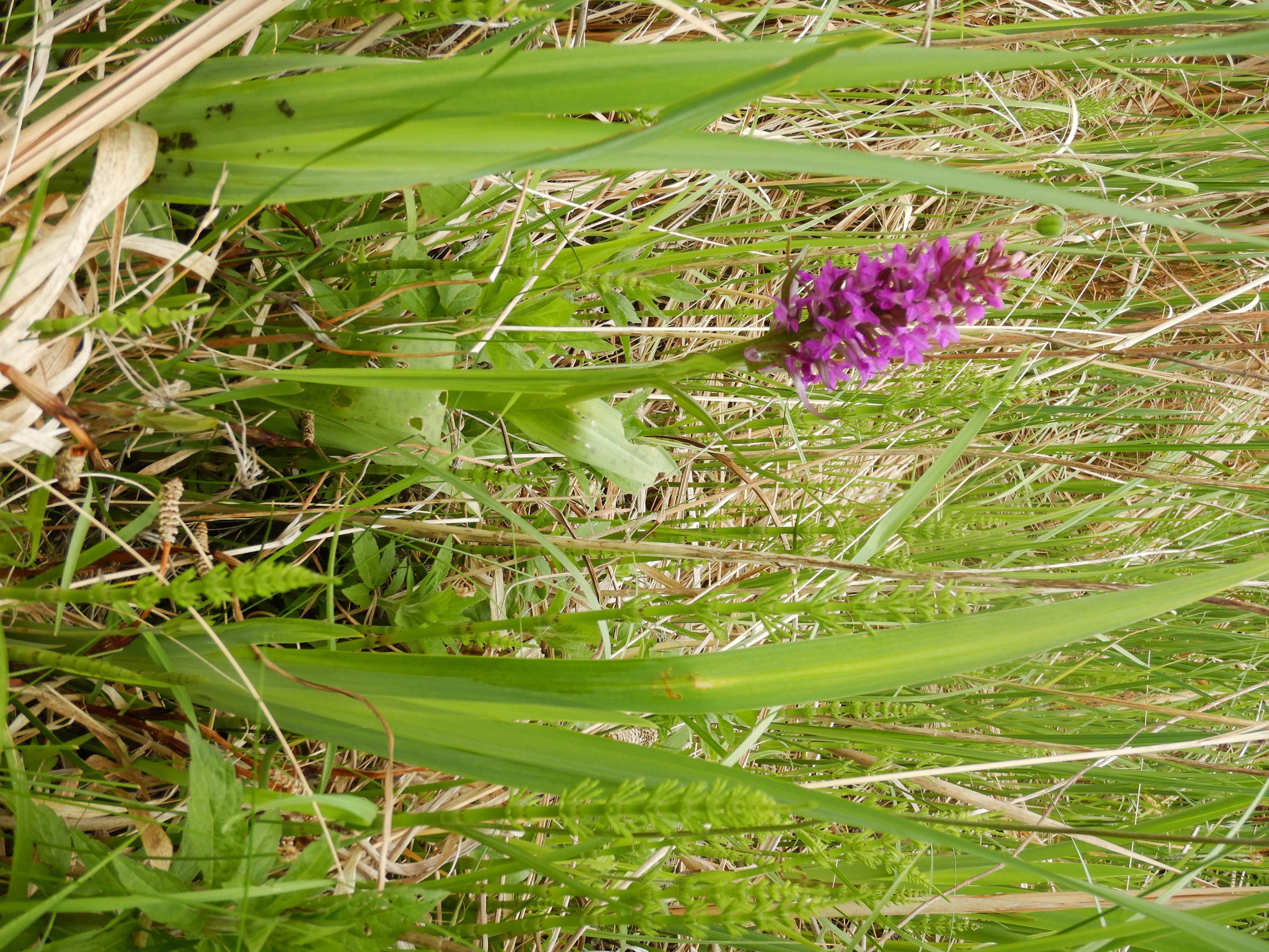 DSCN5656 dactylorhiza majalis, prellenkirchen, 2026-05-07.jpg