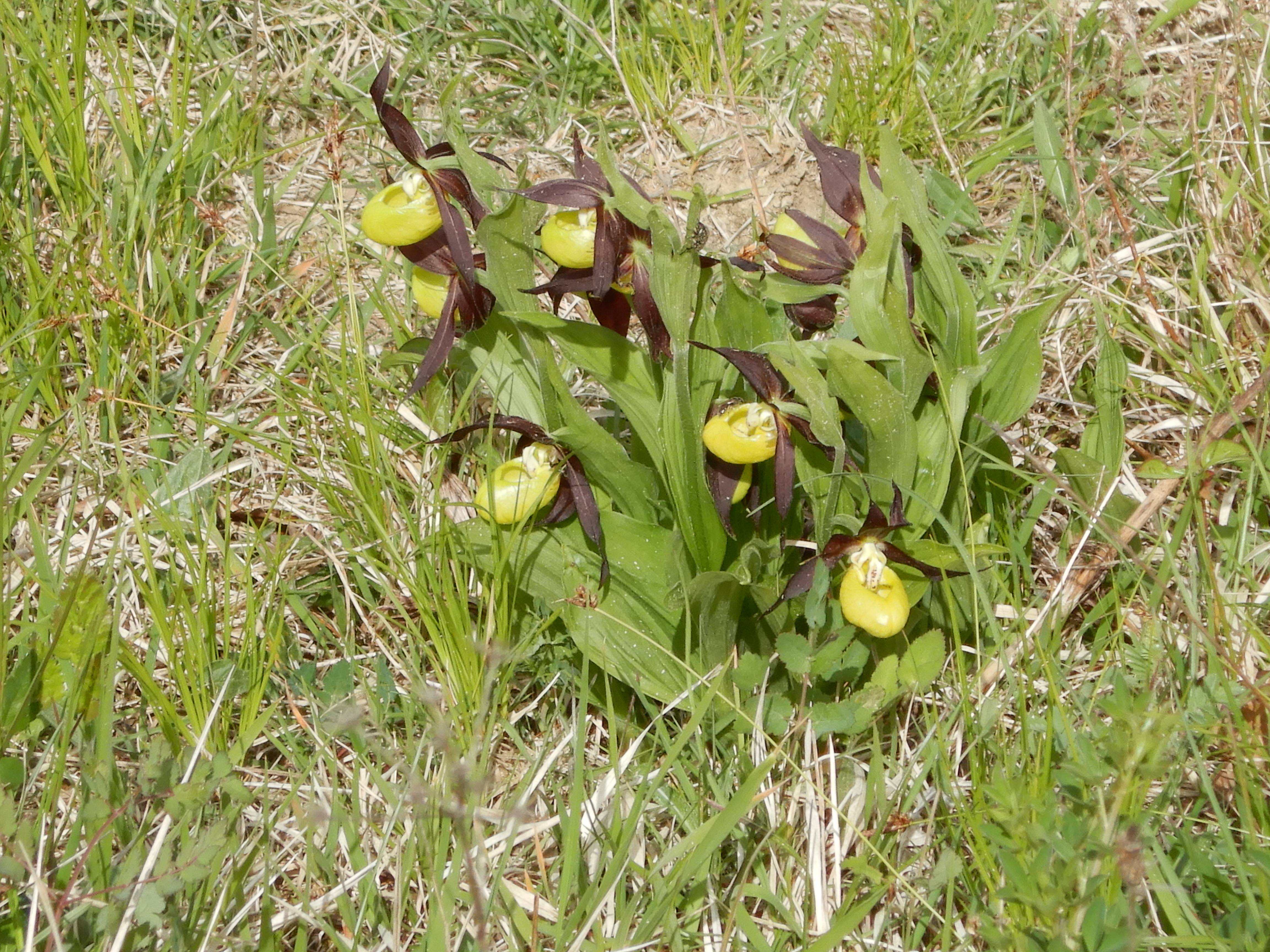 DSCN5937 cypripedium calceolus, waschberg, 2026-05-08.jpg