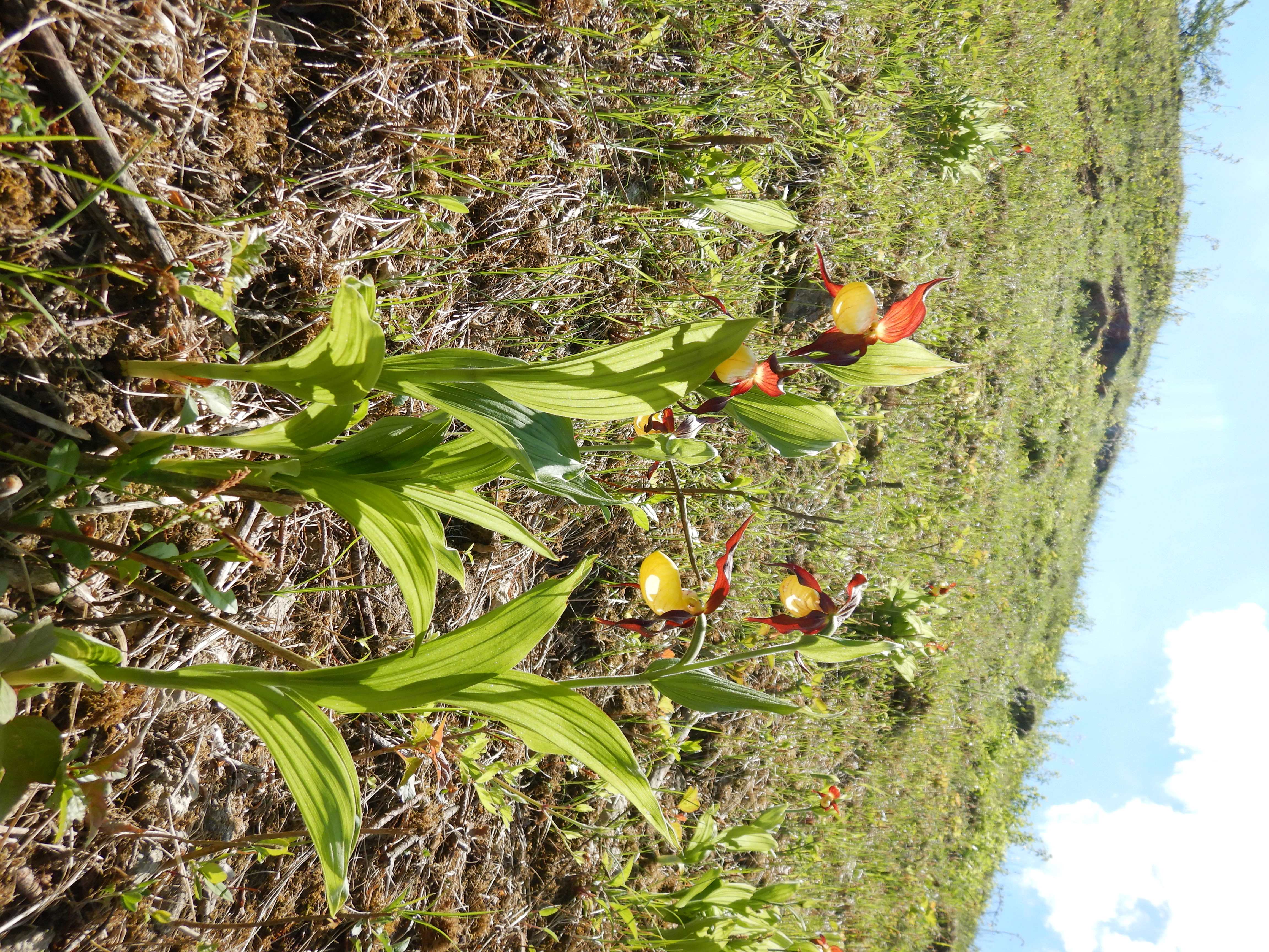 DSCN5971 cypripedium calceolus, waschberg, 2026-05-08.jpg