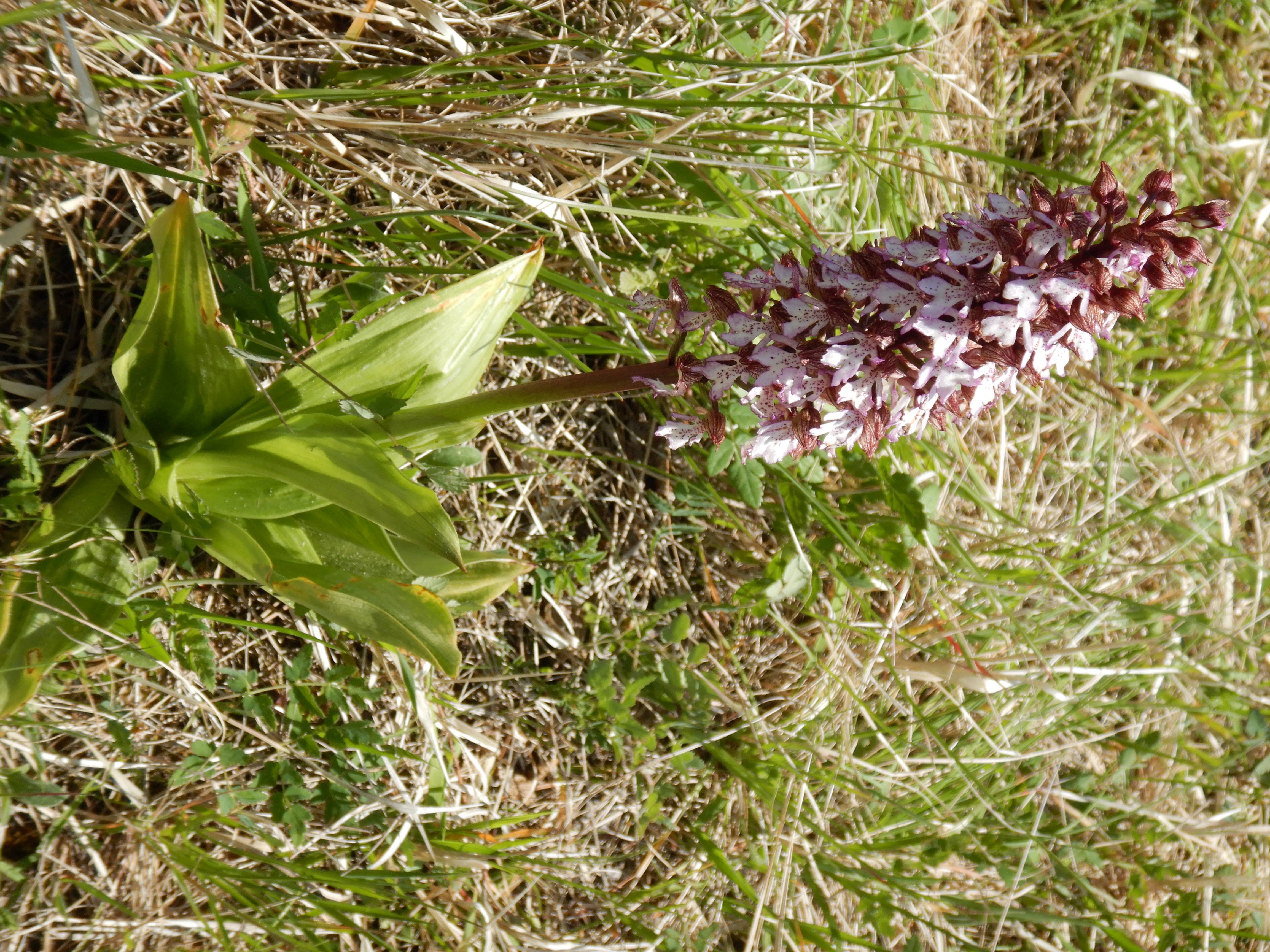 DSCN6038 orchis purpurea, waschberg, 2026-05-08.jpg