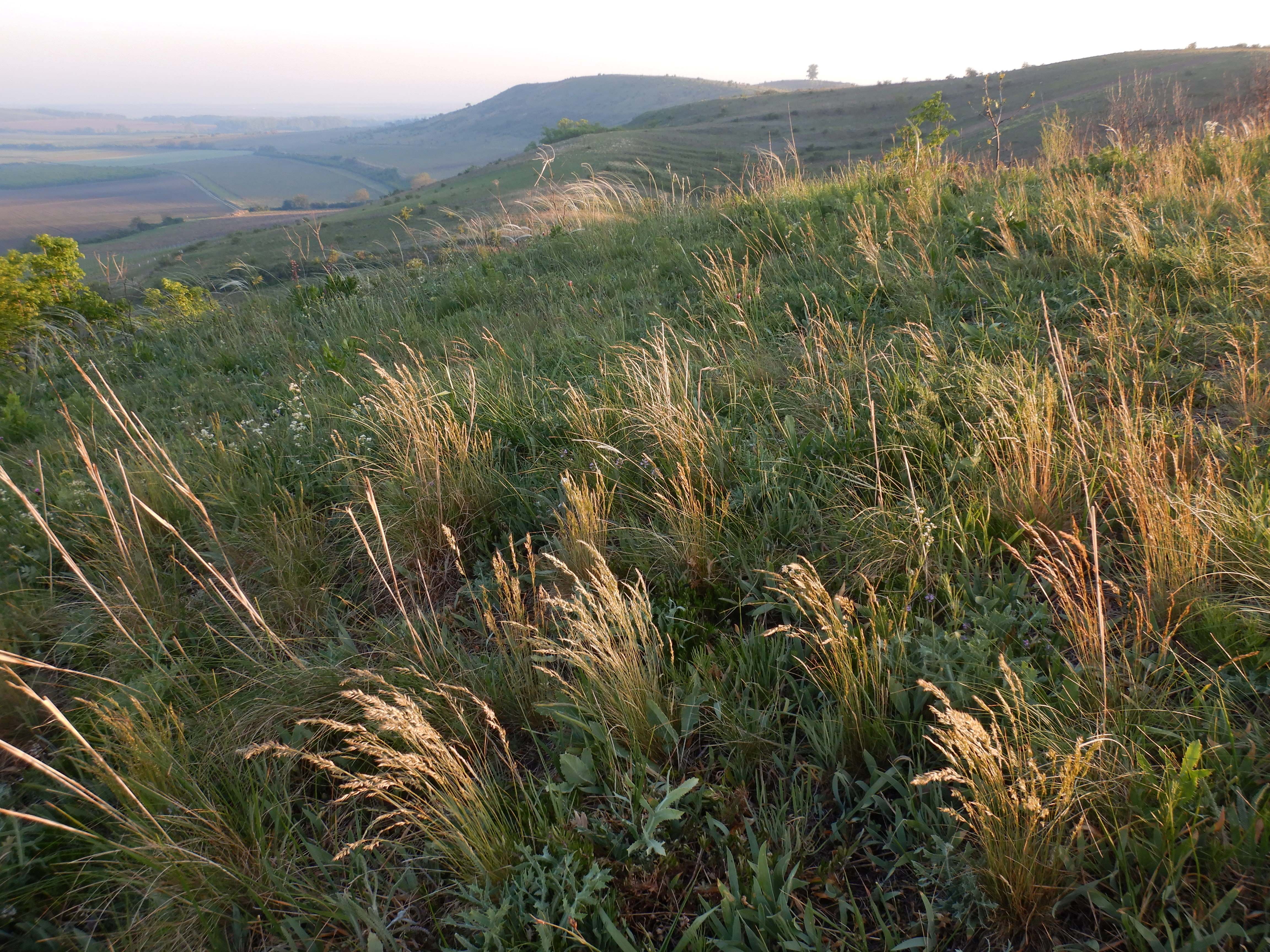 DSCN7293 2026-05-10, südmähren, löss-steppe.jpg