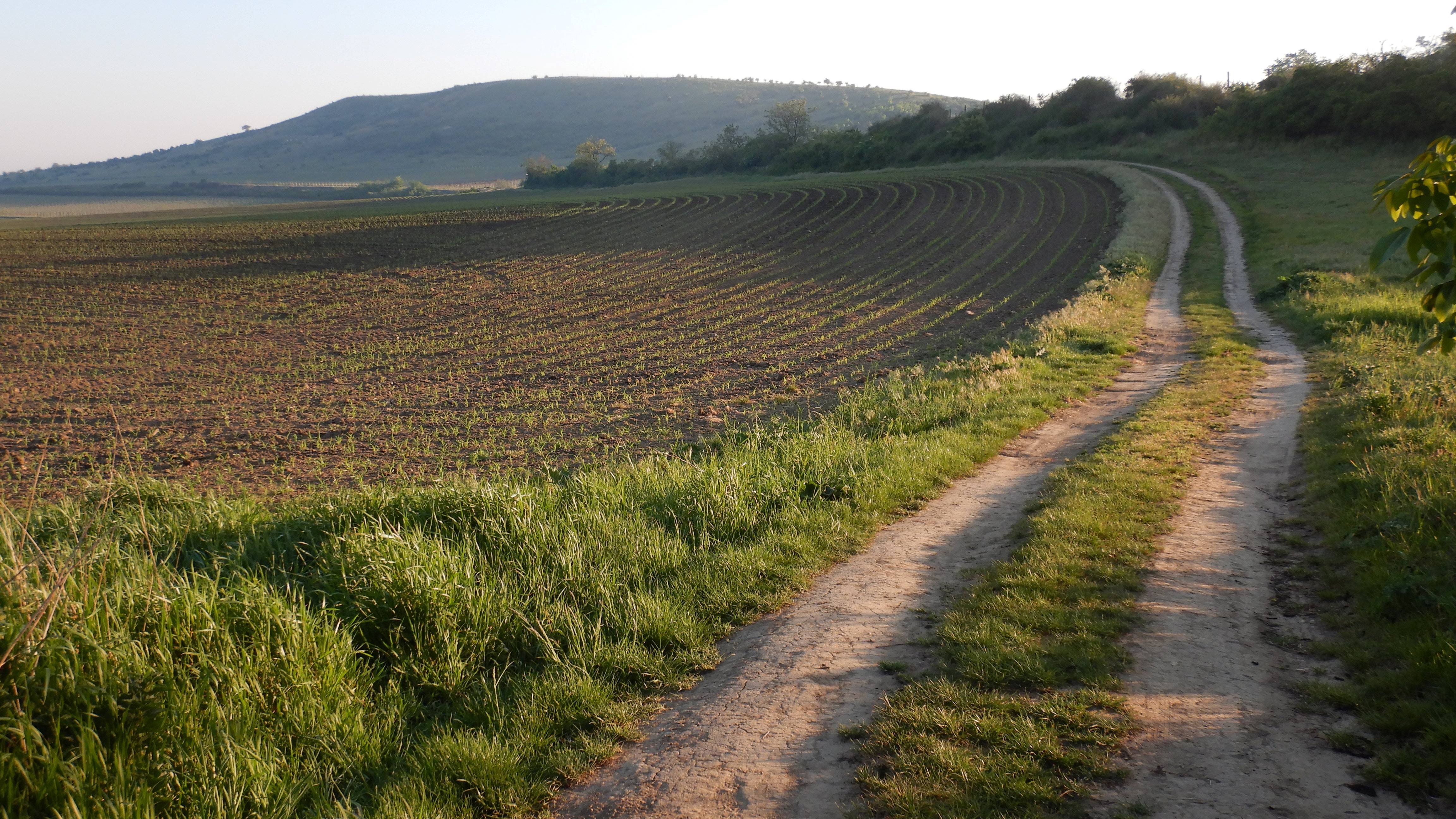 DSCN7328 2026-05-10, südmähren.jpg