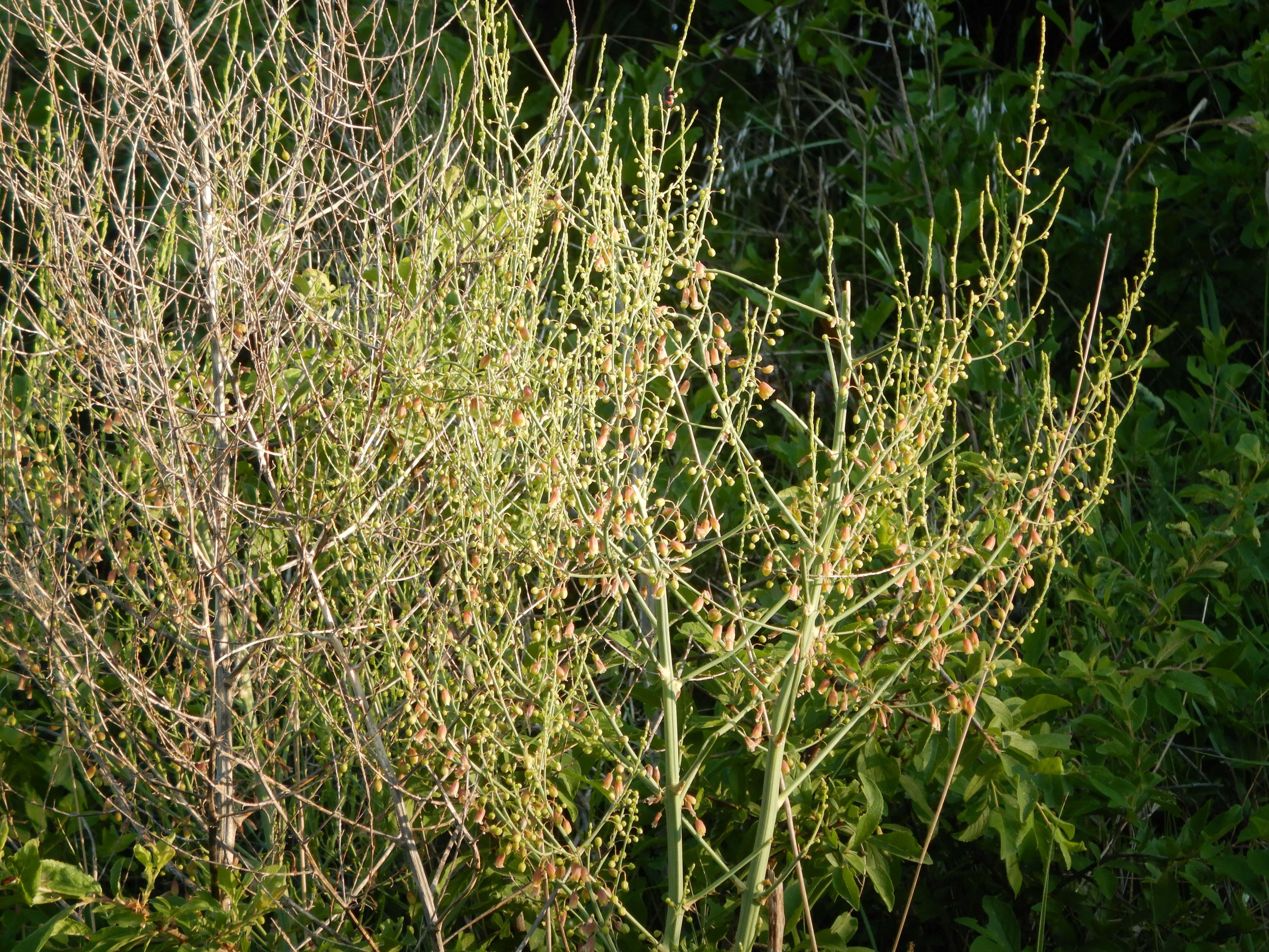 DSCN7365 2026-05-10, südmähren, asparagus officinalis.jpg