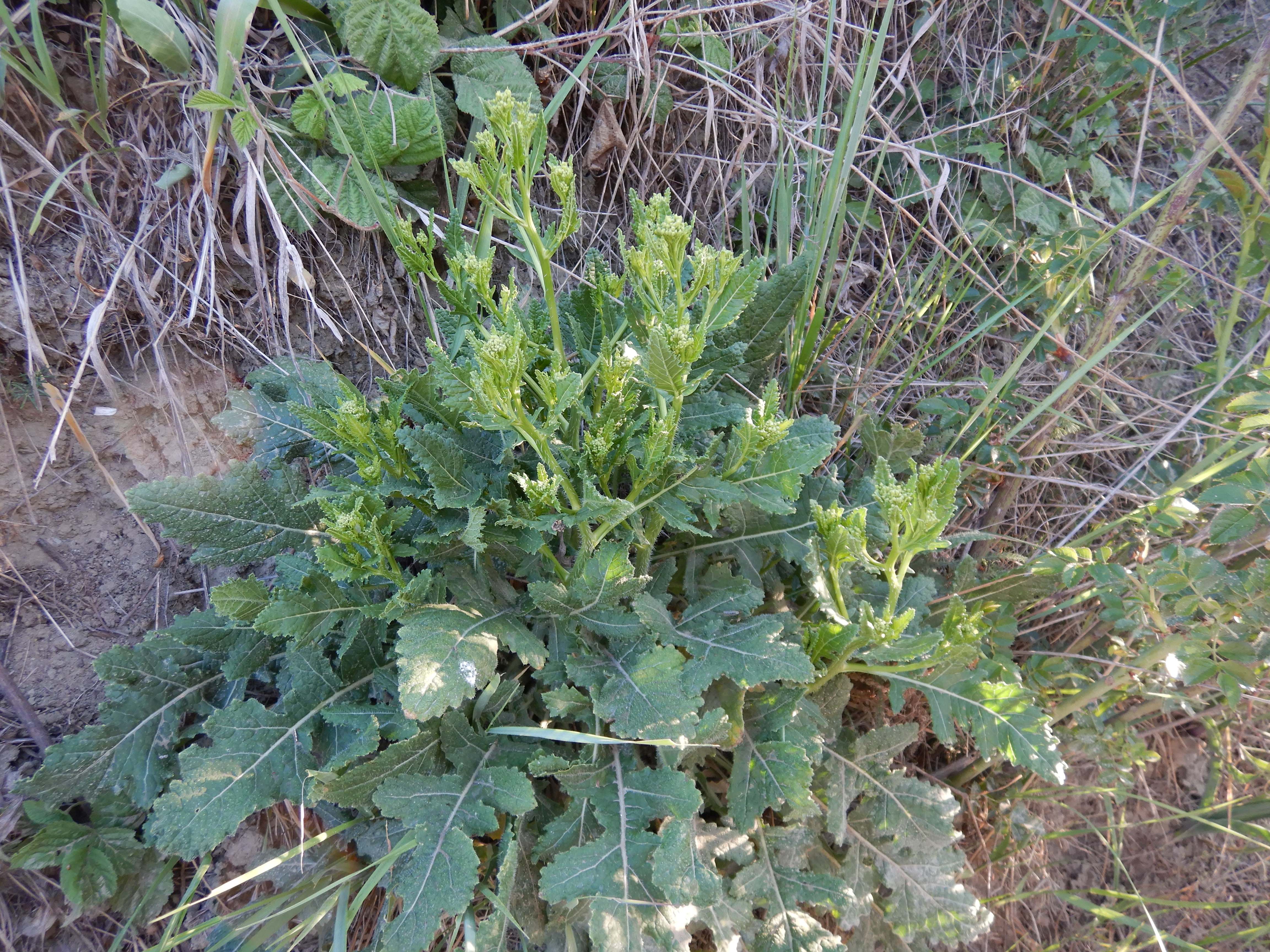 DSCN7375 2026-05-10, südmähren, rapistrum perenne.jpg