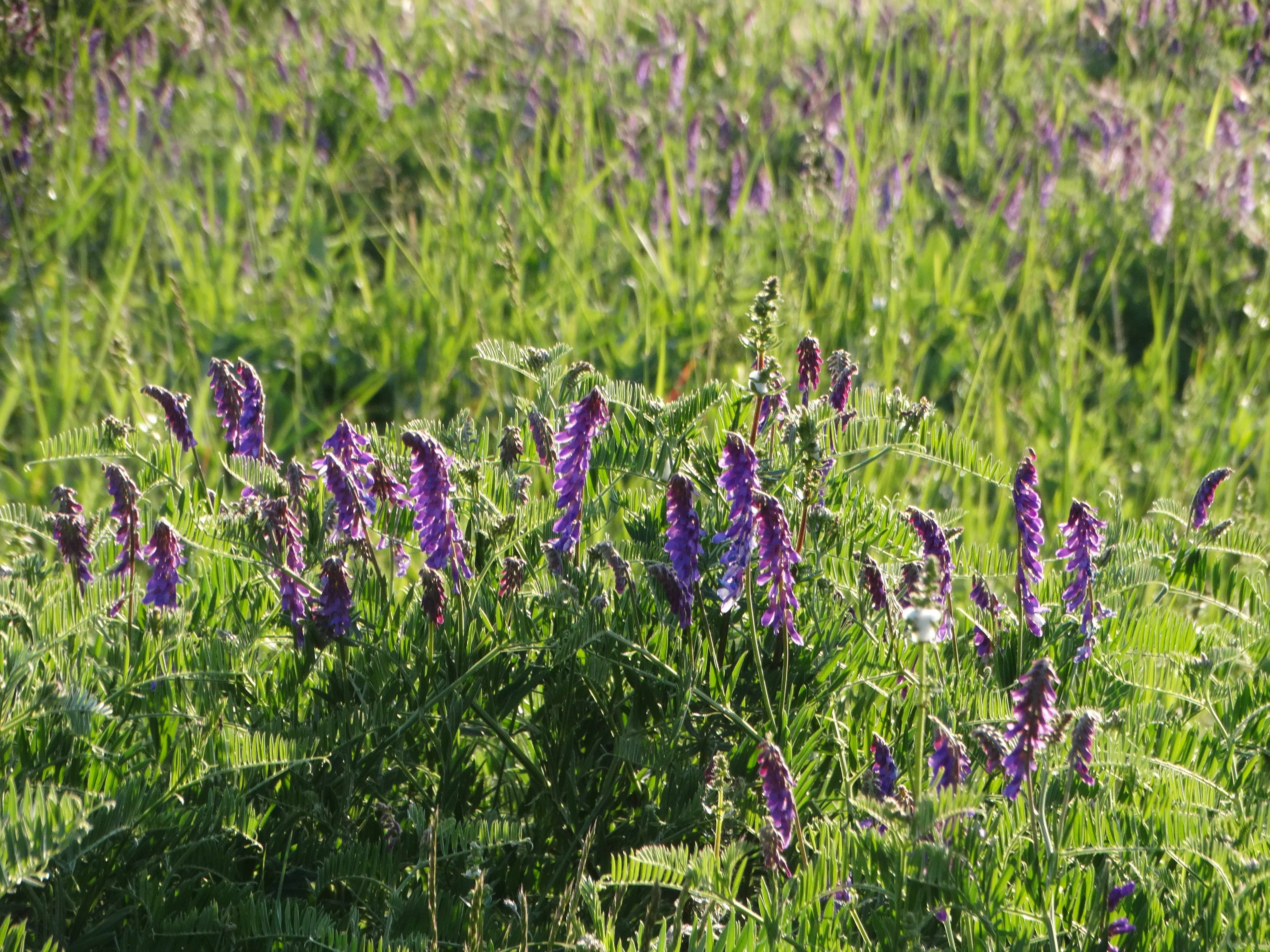 DSC02124 2026-05-10, südmähren, vicia tenuifolia.jpg