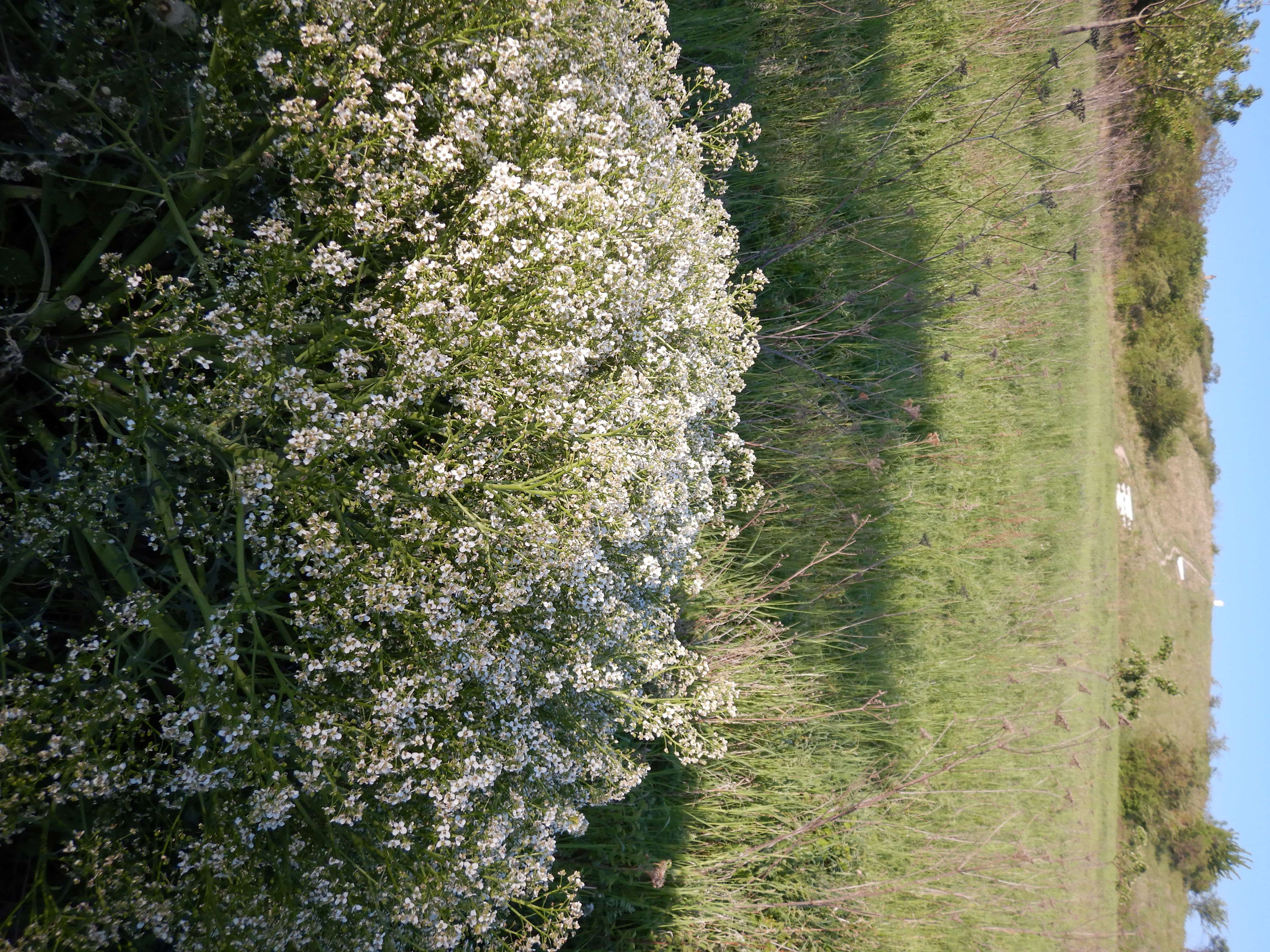 DSCN7408 2026-05-10, südmähren, crambe tataria.jpg
