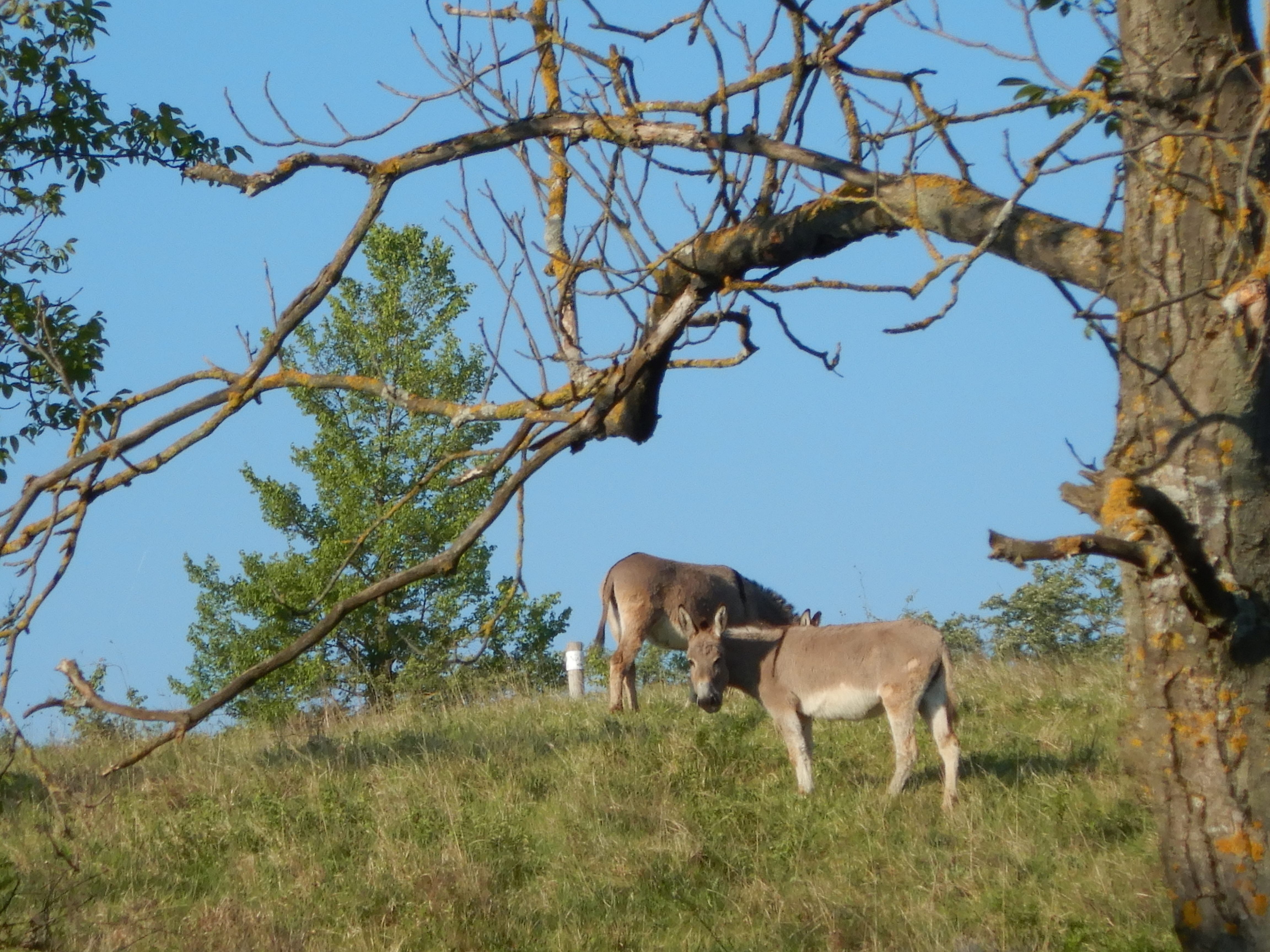DSCN7411 2026-05-10, südmähren, eselweide.jpg